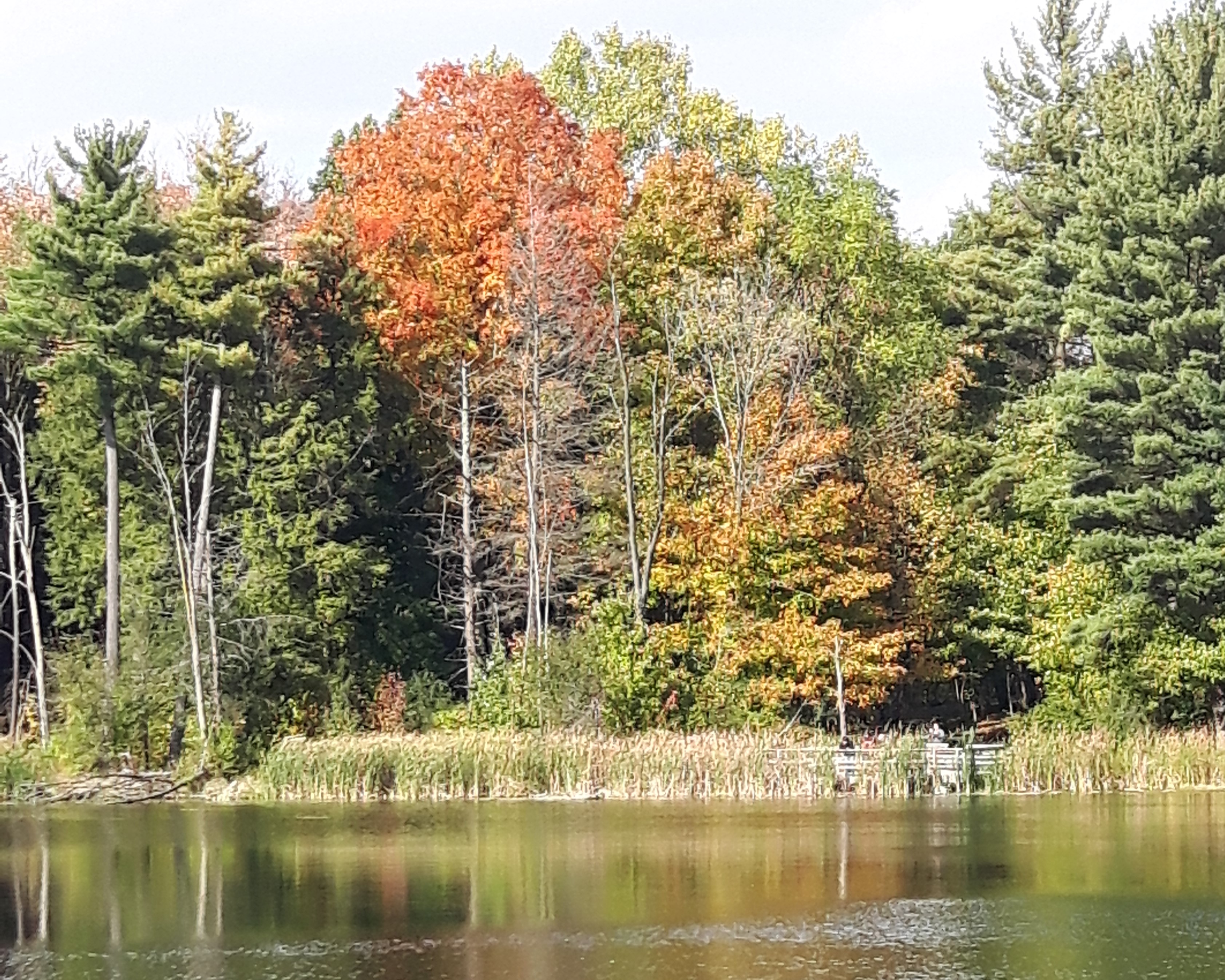 Use all 5 senses and wake up to nature when practicing the art of forest bathing.