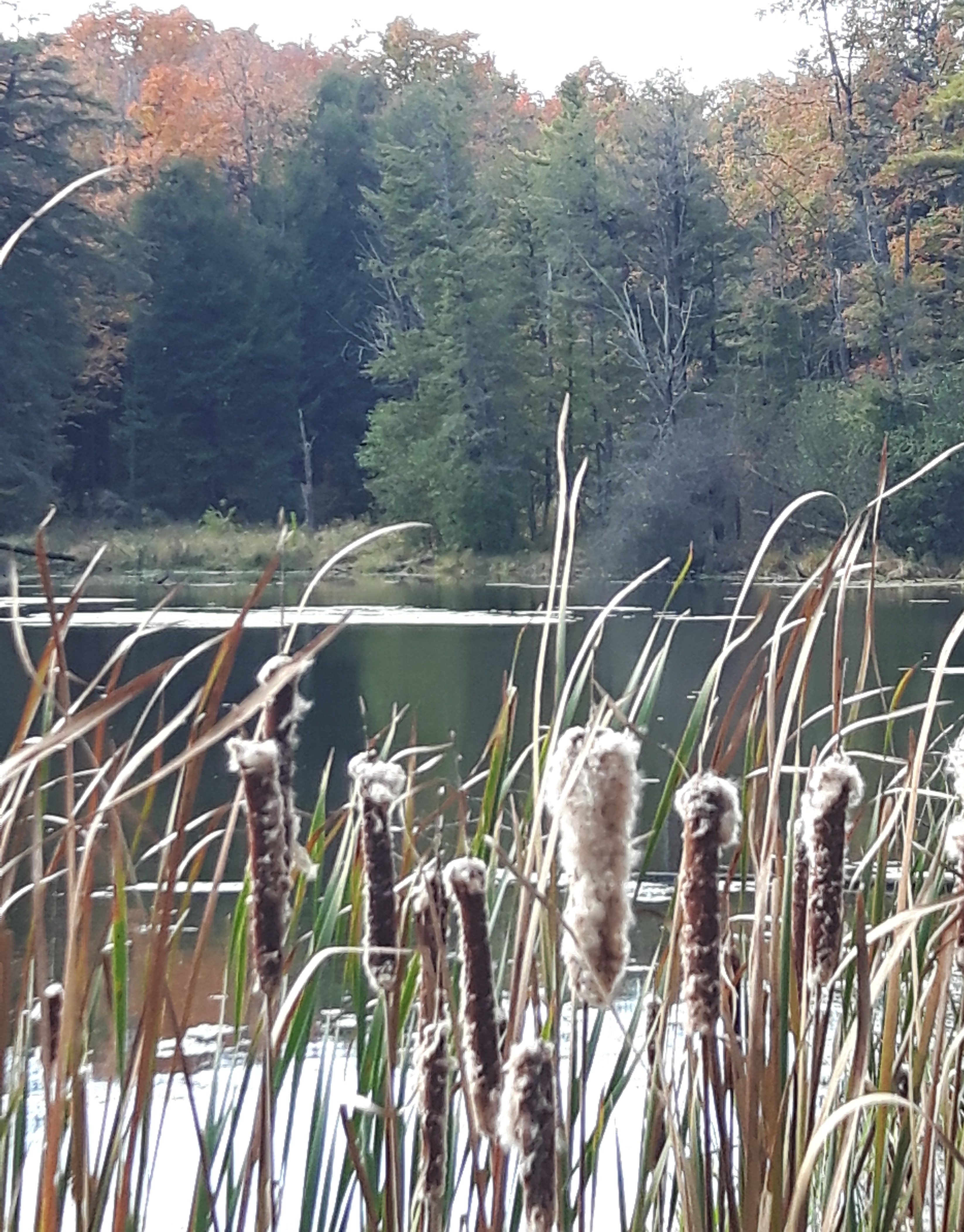 Listen to the sway of the leaves, smell the air, and touch the beauty of nature when forest bathing