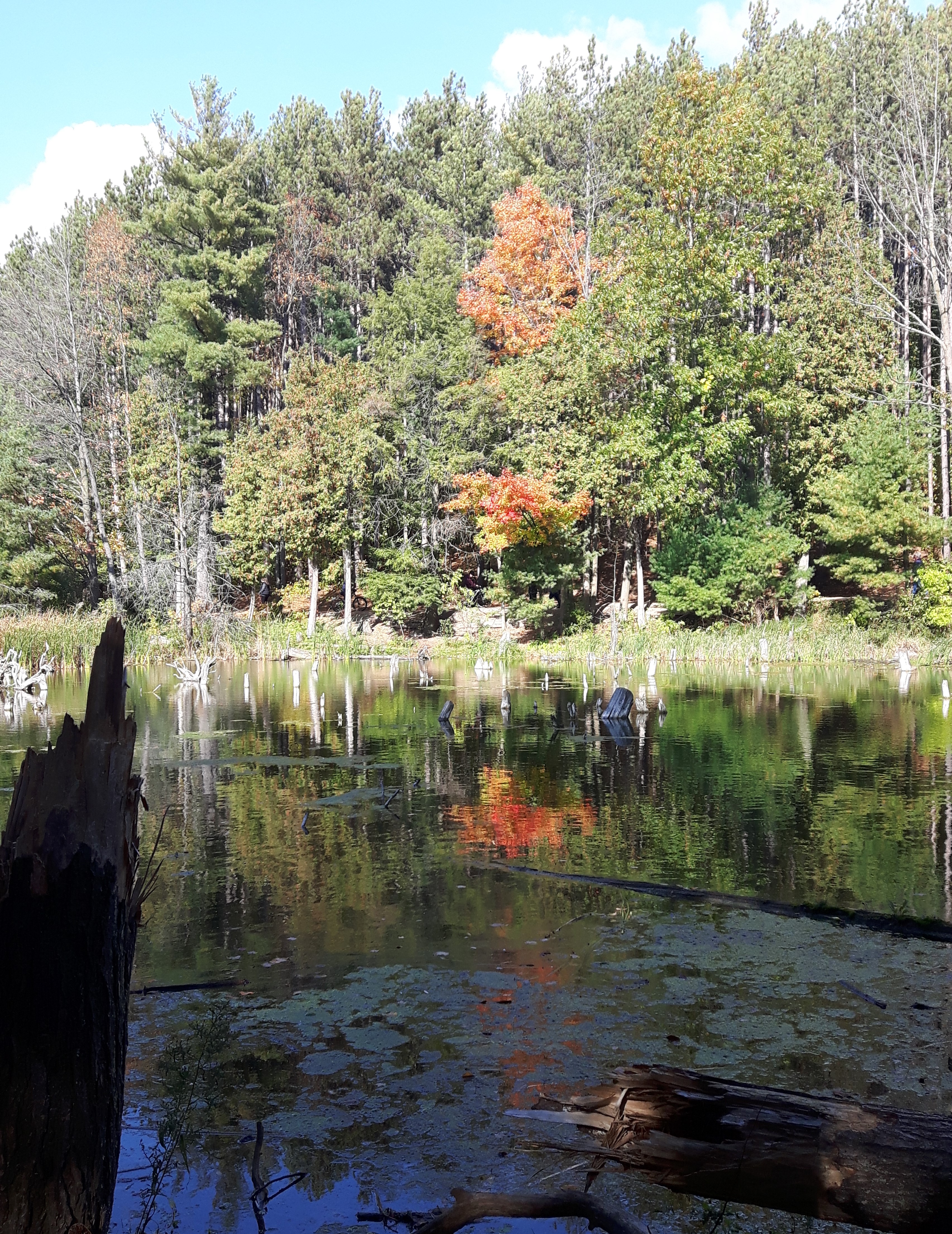 Forest bathing, also known as Shinrin-yoko, was developed in Japan in the 1980's and has become a primary preventative and healing medicine