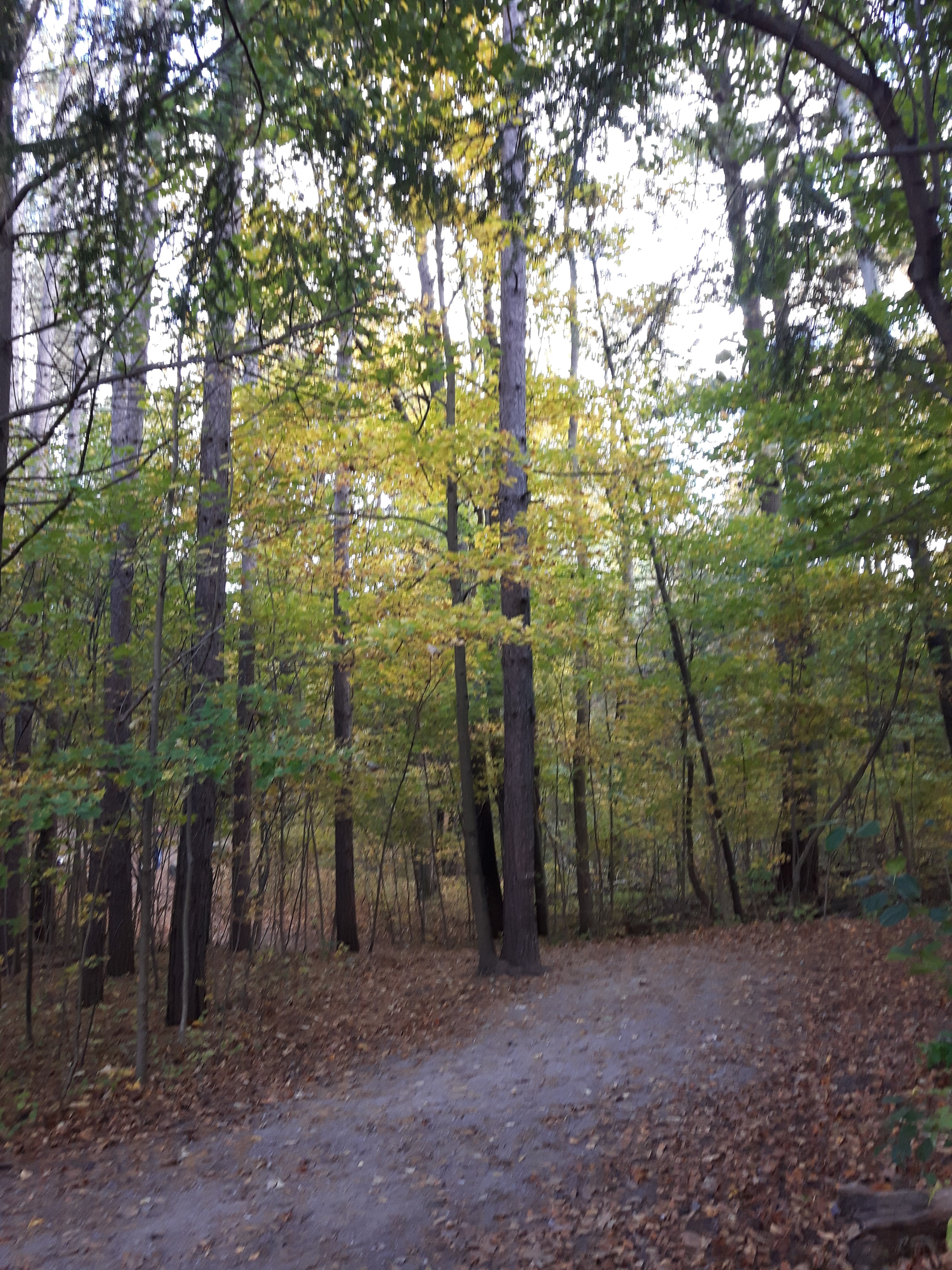 Forest bathing is the perfect way to de-stress and focus on nature using all of your senses.  This post offers the skinny on forest bathing