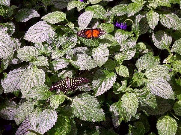 The Butterfly Conservatory in Niagara Falls has over 2,000 butterflies