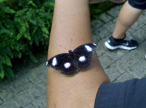 Get up close and personal with the butterflies at the Butterfly Conservatory in Niagara Falls, Canada