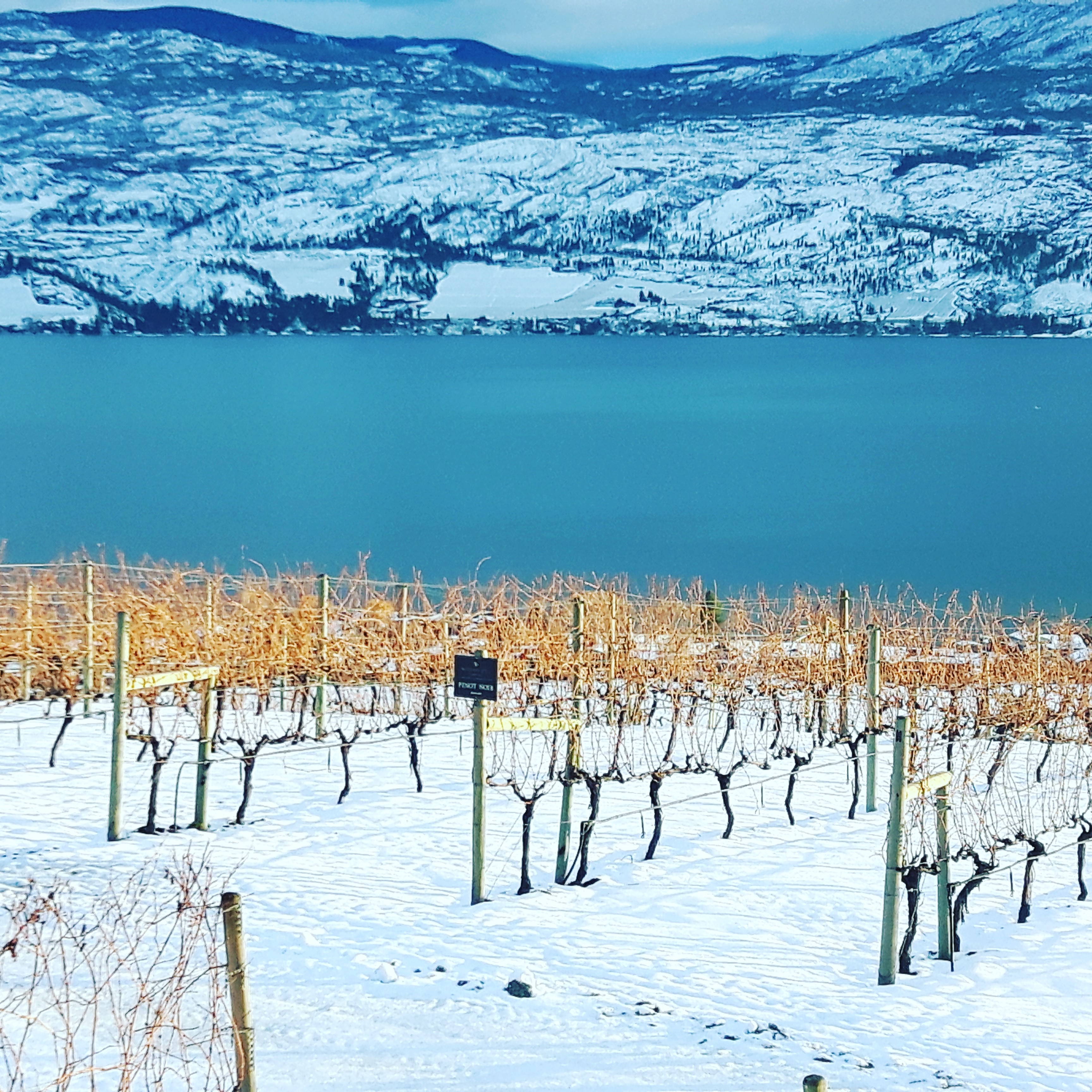 Visiting the vineyards in Kelowna, British Columbia was beautiful and it is the perfect destination for senior solo travellers