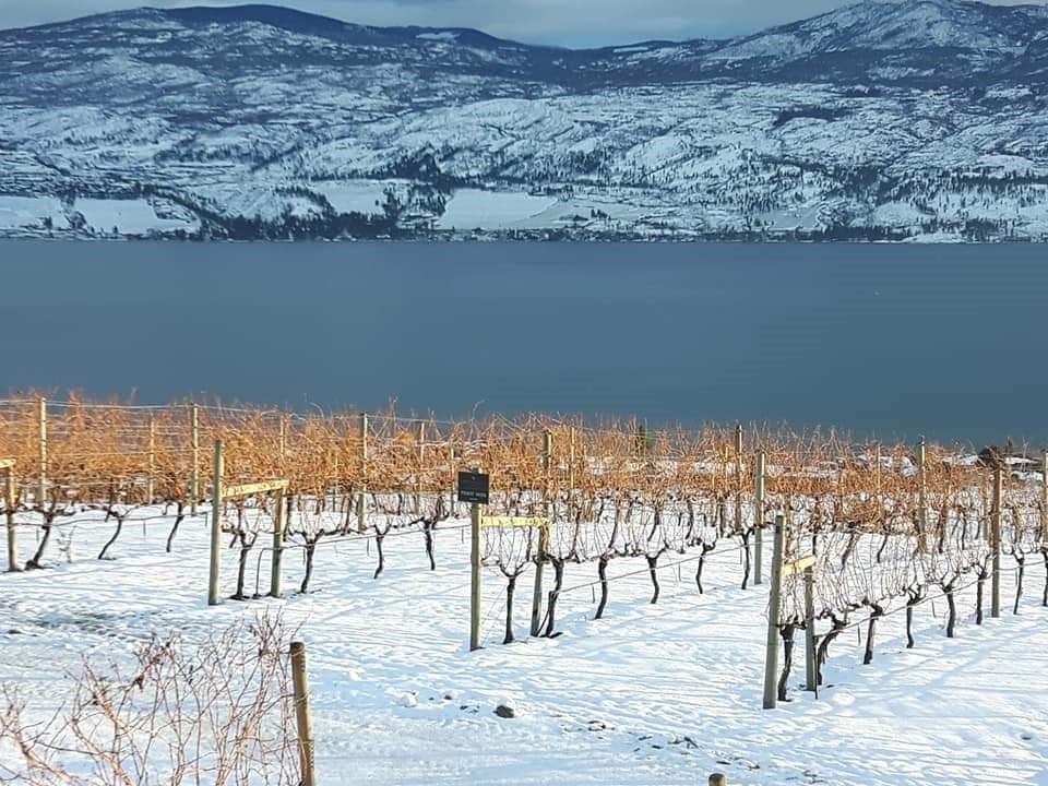 Exploring and seeing the beauty of the vineyards in Kelowna, B.C. helped me through my sorrow 