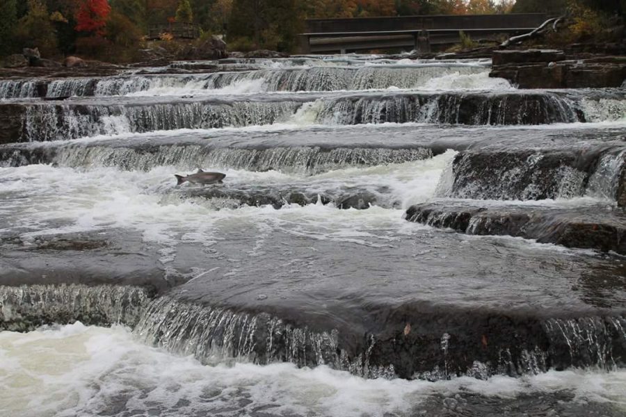 When visiting the beach town of Sauble Beach, stray away from the beach for a visit to Sauble Falls to do some fishing or camping.