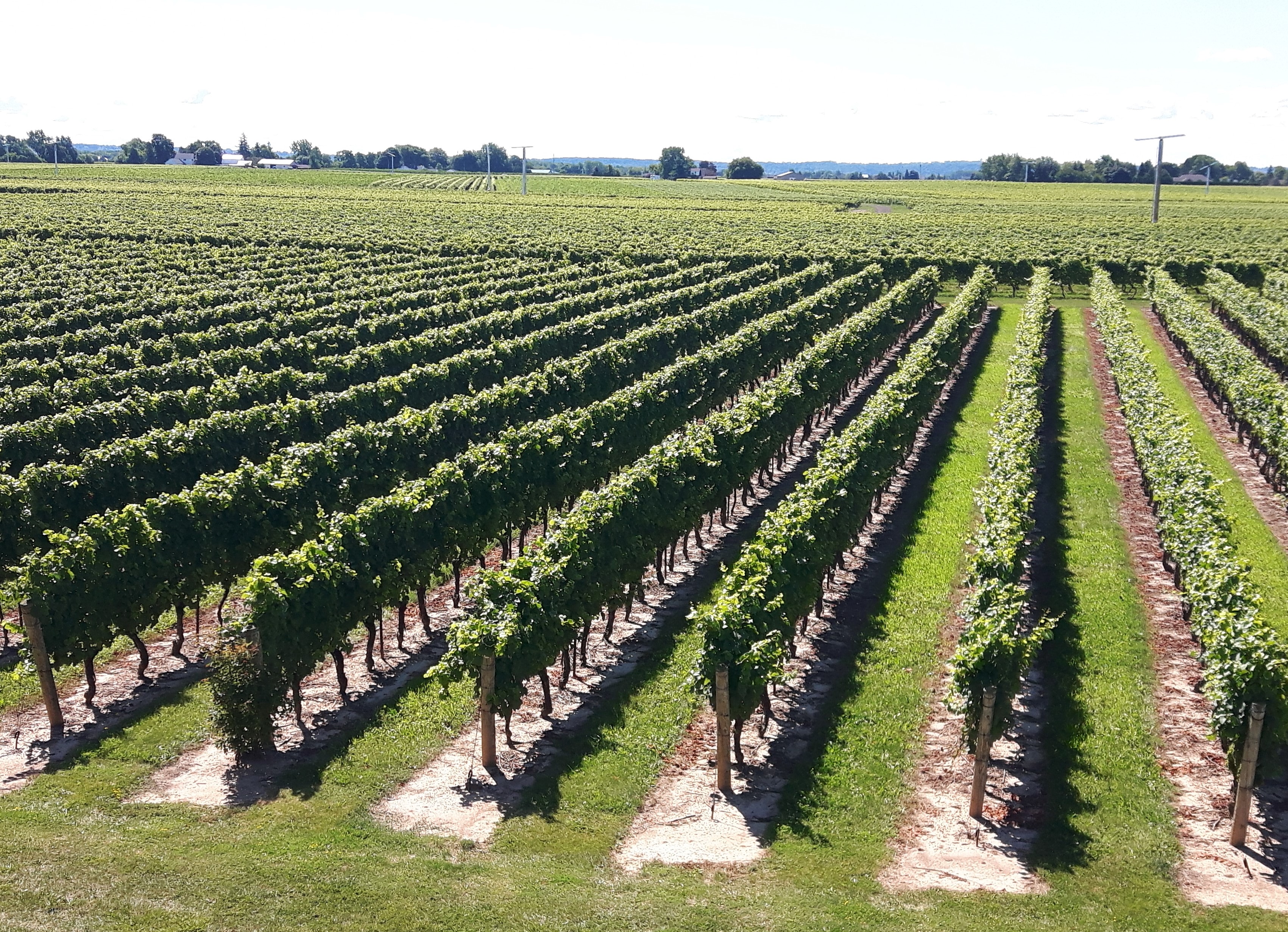 There are over 100 wineries for the wine lover to visit when in visiting the Niagara Region