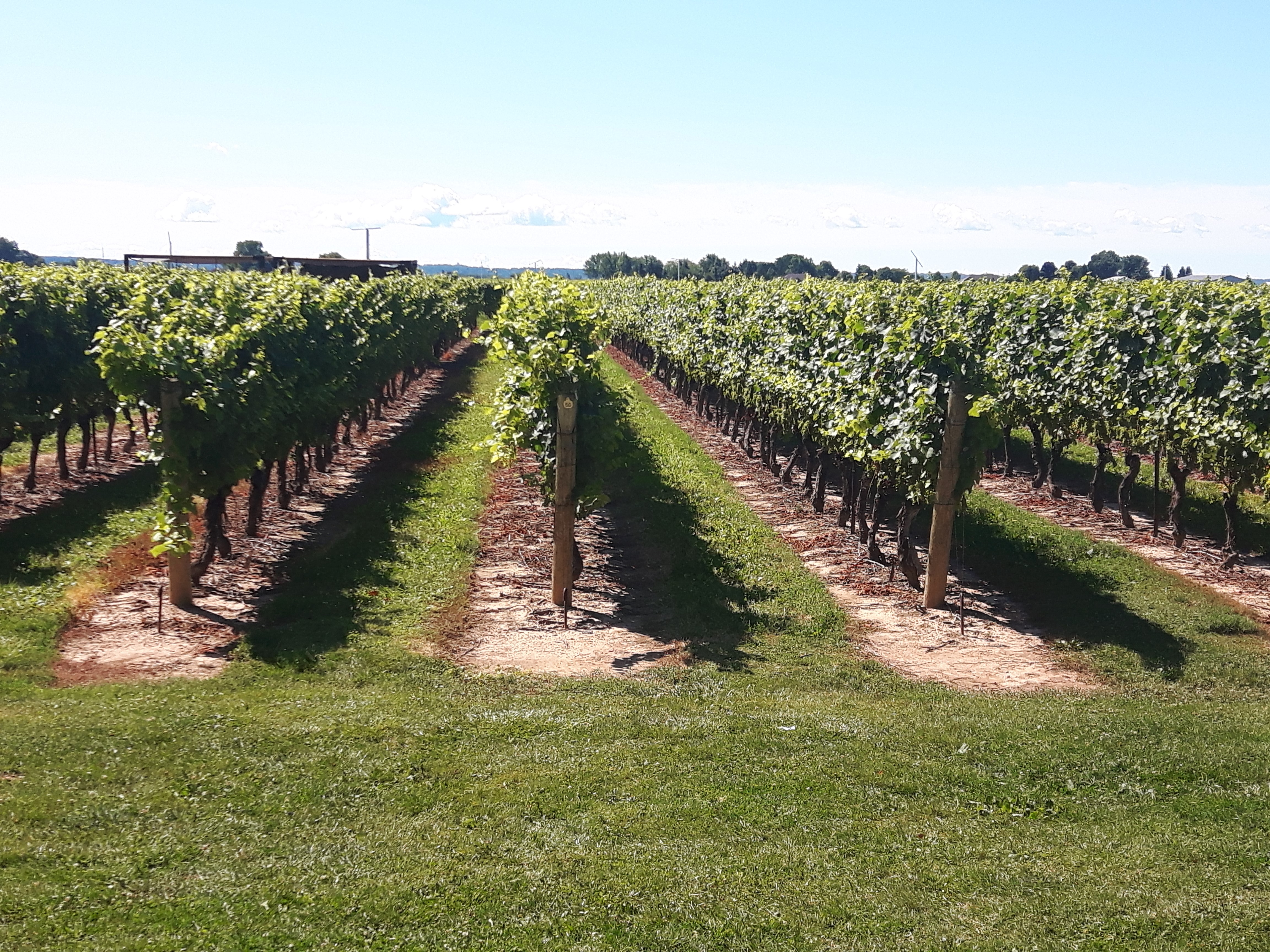 Jackson Triggs Winery is just one of the many wineries found in Niagara-on-the-Lake