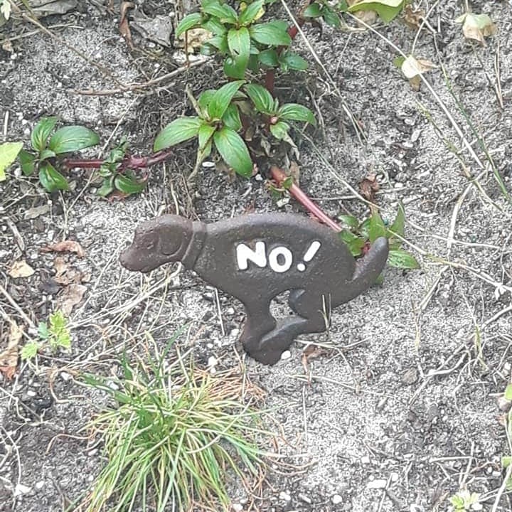 Lover's Lane is dog friendly, but clean up after him