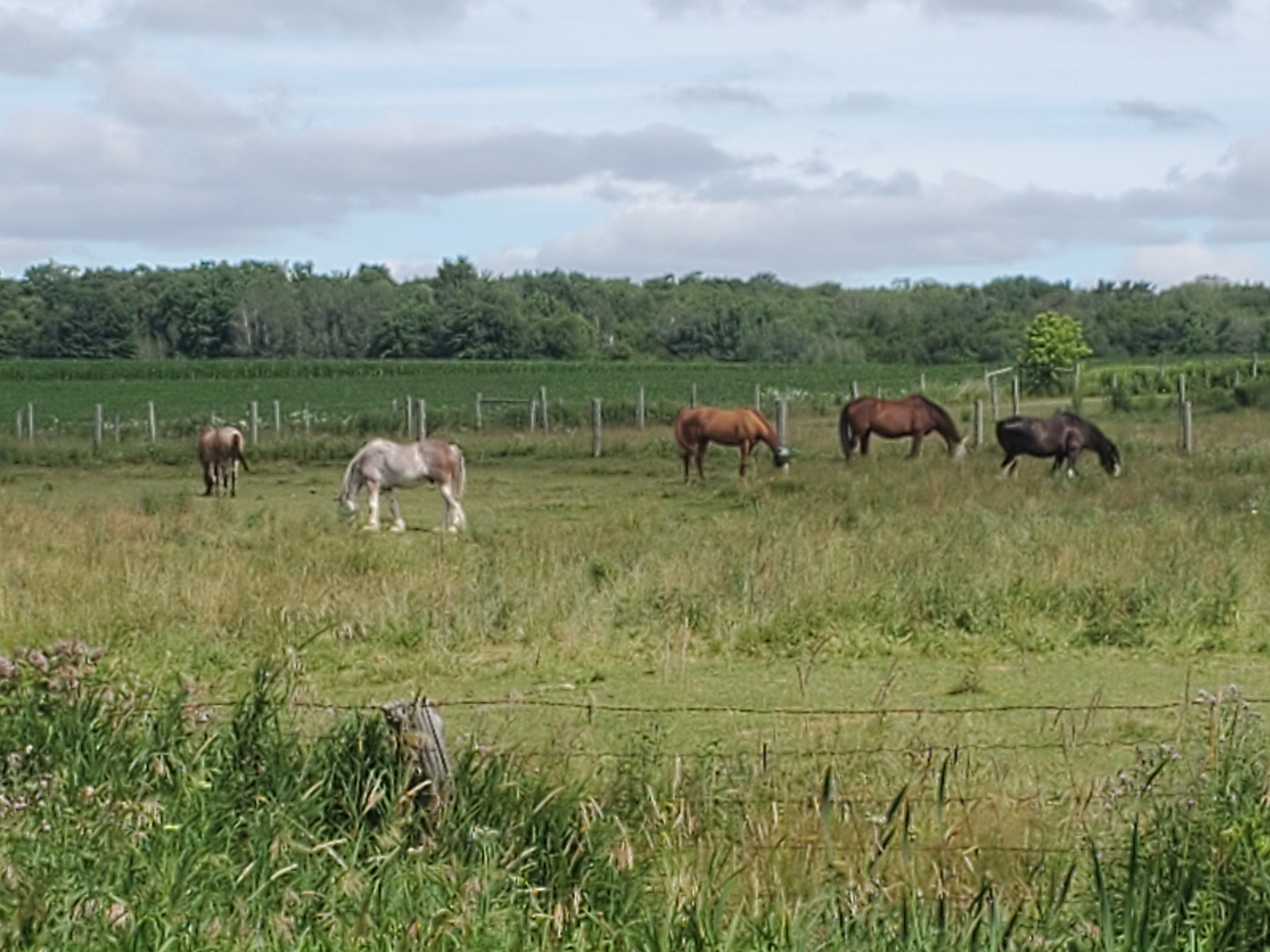 The Old Order Mennonite's still use work horses to help blow the fields