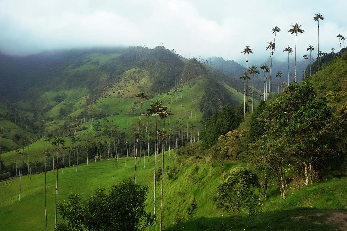 The climb is tough but it's worth it.  The views from the summit of Valle De Cocora are breath-taking