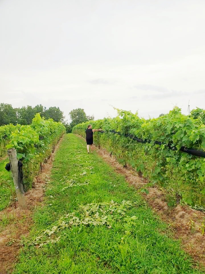 Ontario has 4 wine regions, the largest being Niagara-on-the-Lake.  The remaining 3 are in Eastern Ontario, Southern Ontario and Norfolk County