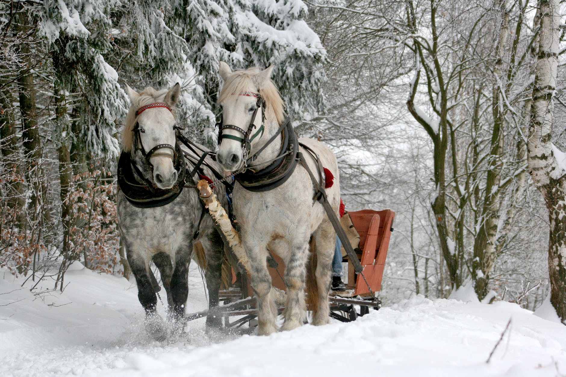 Nothing says Christmas quite like going on an old fashion sleigh ride.