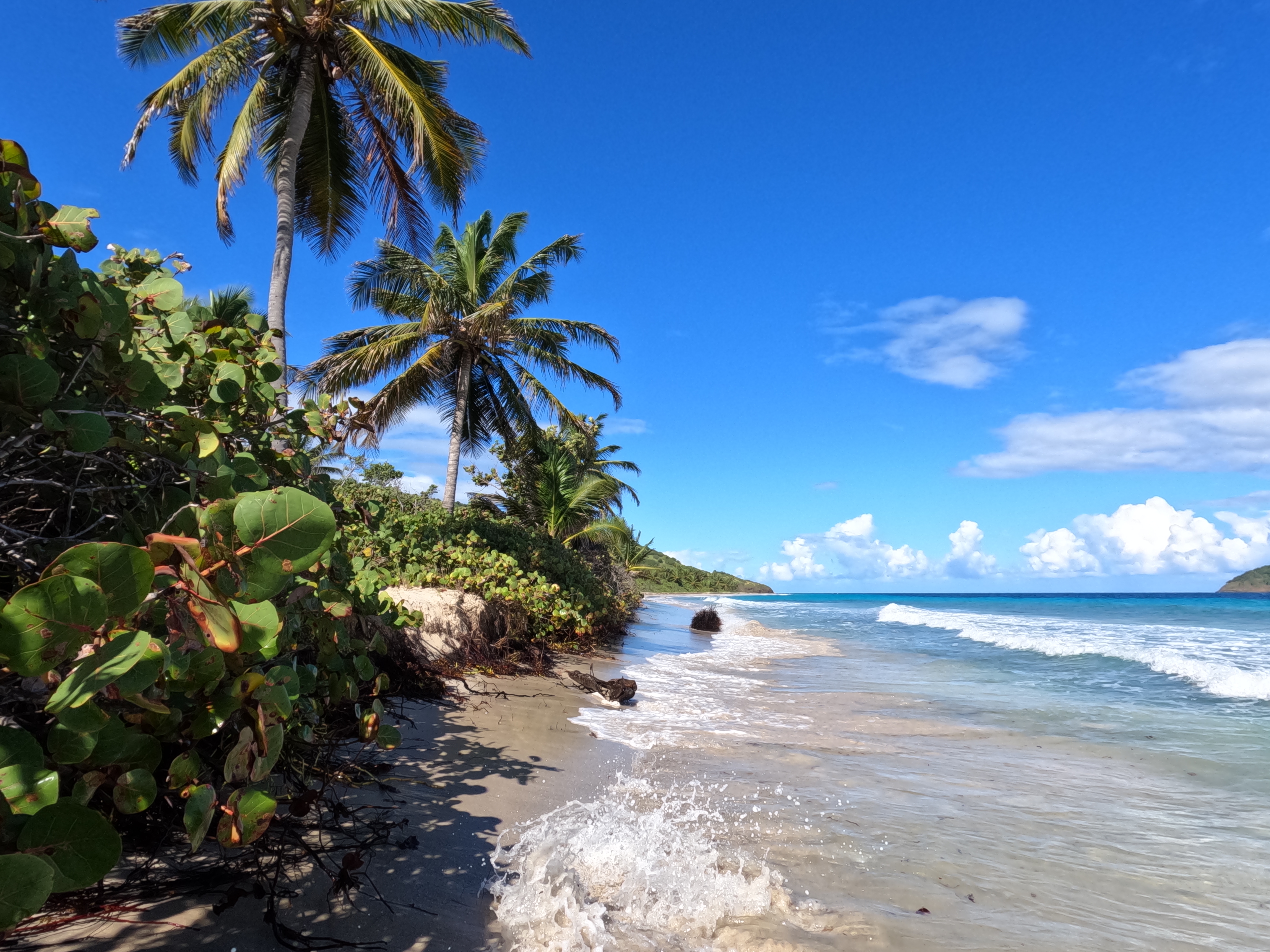 Seek out the beautiful Palm Trees in Pureto rico to get a break from the sun