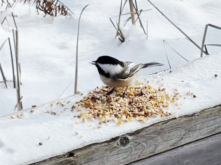 Huron Natural Area in Kitchener, offers 7 km of hiking and walking trails, wildlife, and photography which is why it's one of Kitchener's best trails