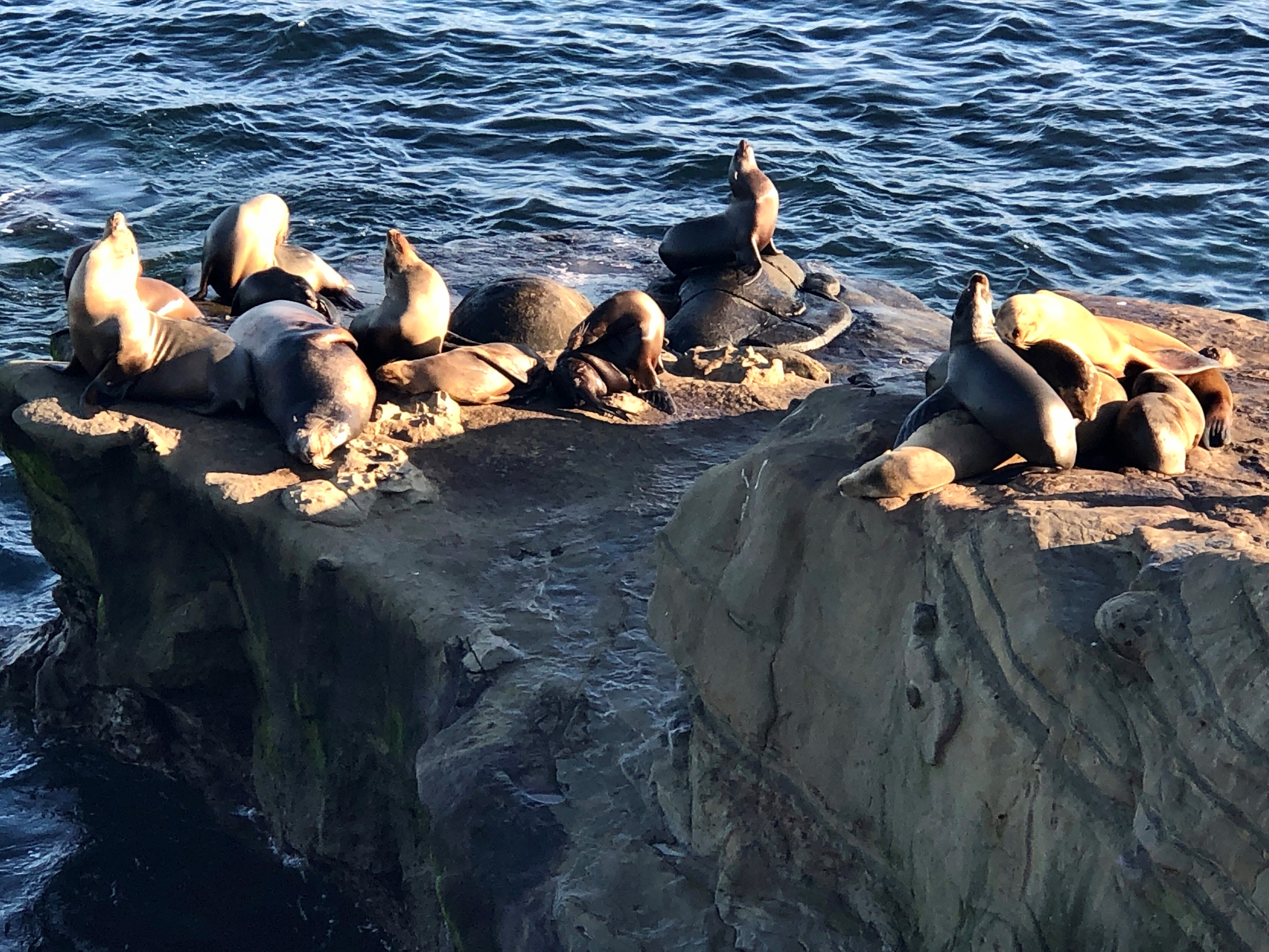 Visit the sea lions lazing oceanside when in San Diego