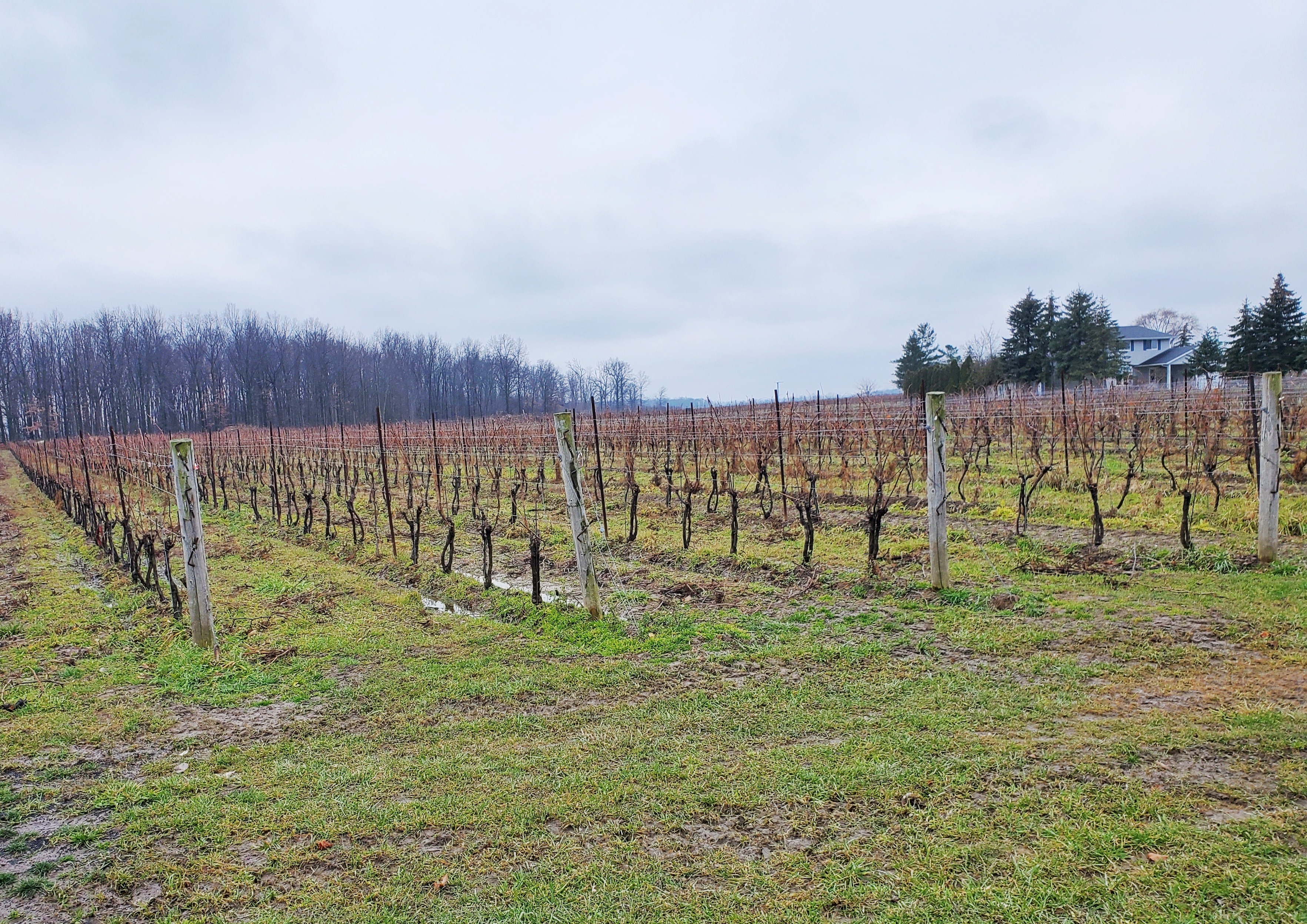 17 acres of planted grapevines at De Simone Vineyard in Virgil, a small family run winery in the Niagara Region with a big heart