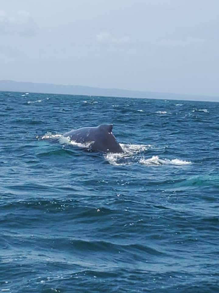 Over 2,000 humpback whales migrate to this whale sanctuary in Samana Bay to mate and spawn every November.