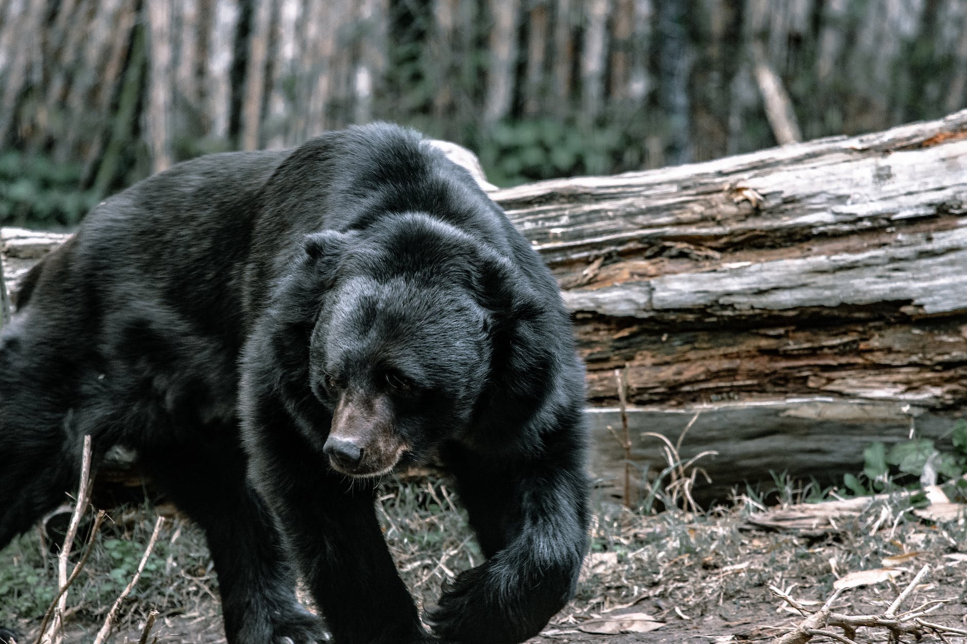 Canada is home to 3 types of bears.  Black bear, polar bear, and the grizzley bear