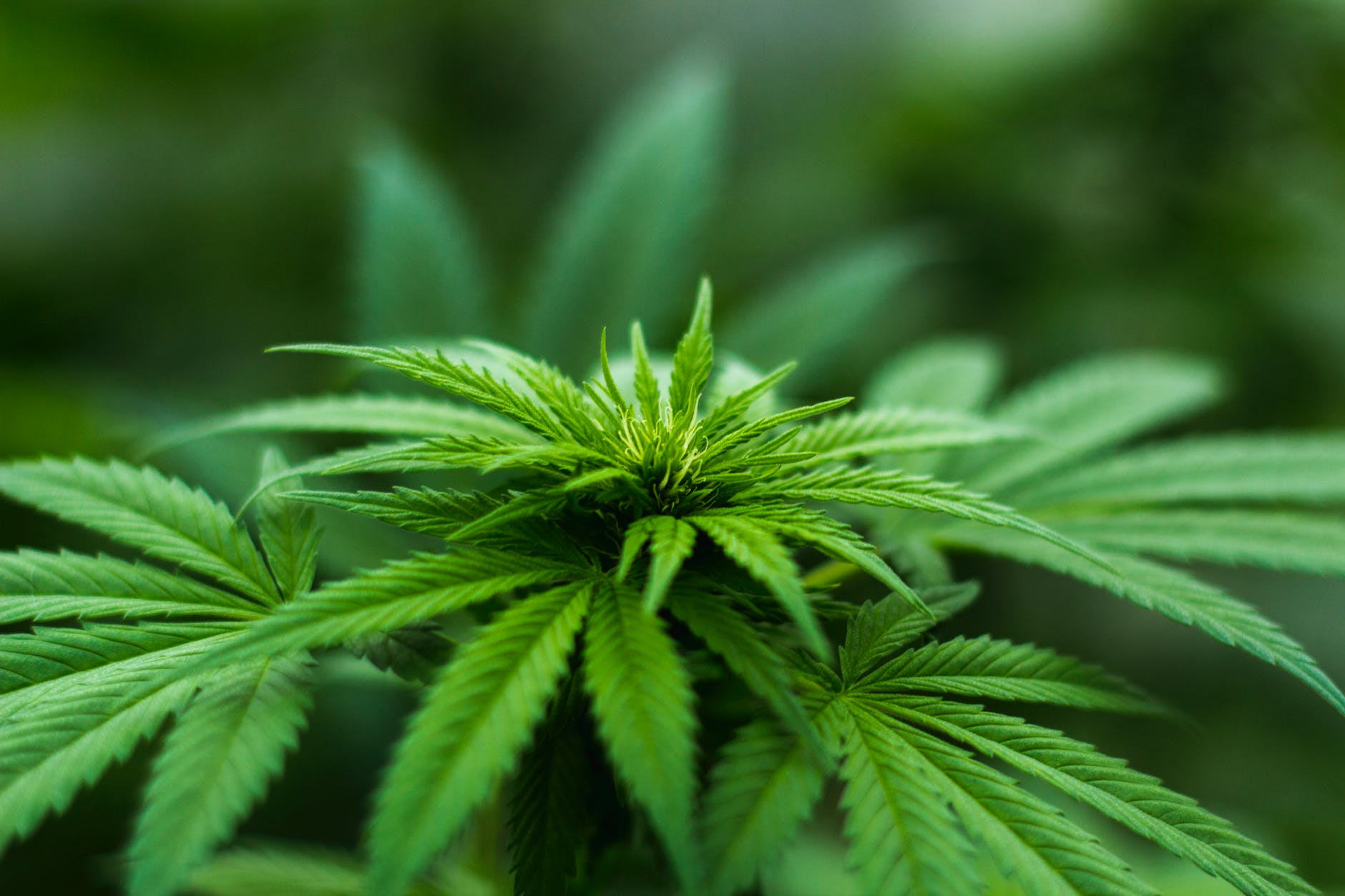 Recreational marijuana was legalized in Canada in 2018. Marijuana has been used for medicinal purposes in Canada for many years.