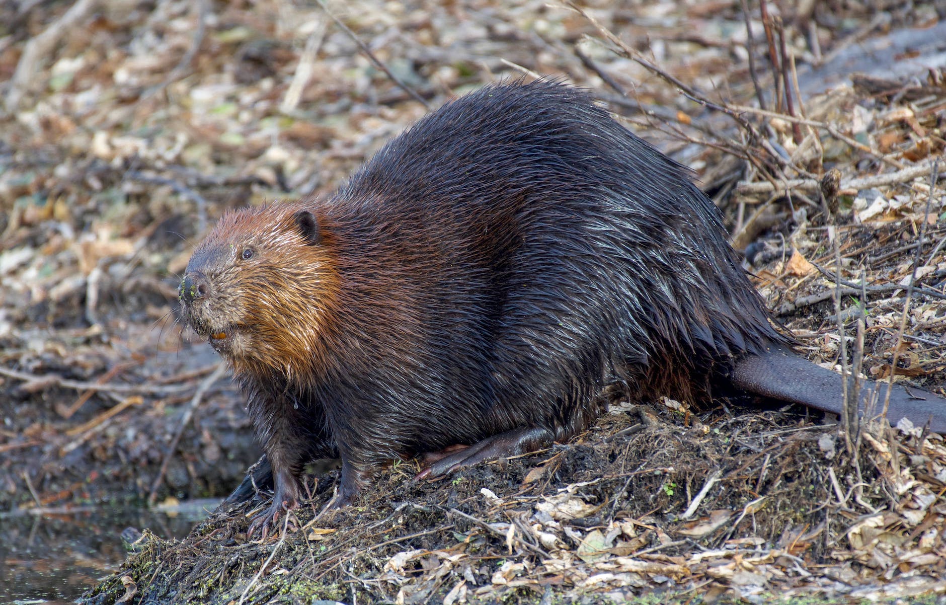 The beaver is the official animal of Canada