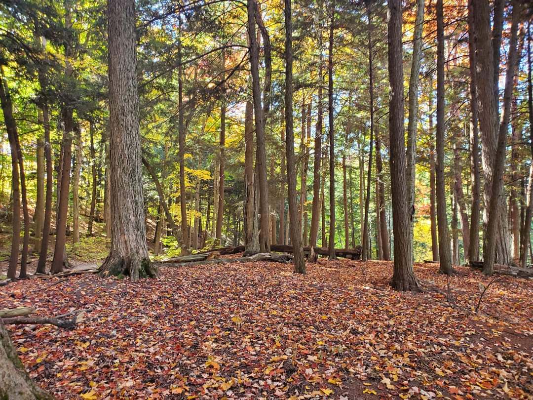 Huron Natural Area in the Fall is a beautiful hiking trail In Kitchener