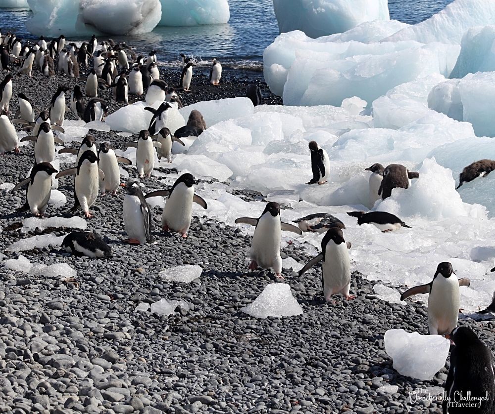 Hurtigruten specializes in polar travel, including cruises and land tours.  Hurtigruten is the best tour company for your dream vacation to Antartica