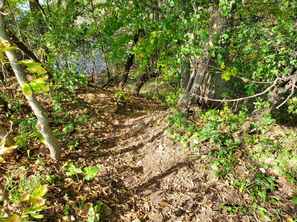 Snyders Flats is a dog friendly trail in Waterloo Region, but they must be kept on a leash