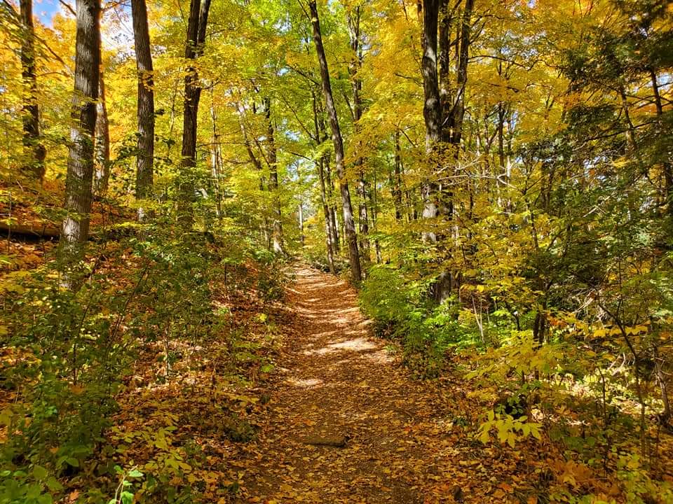 Enjoy the Fall foliage when hiking the trails at Homer Watson