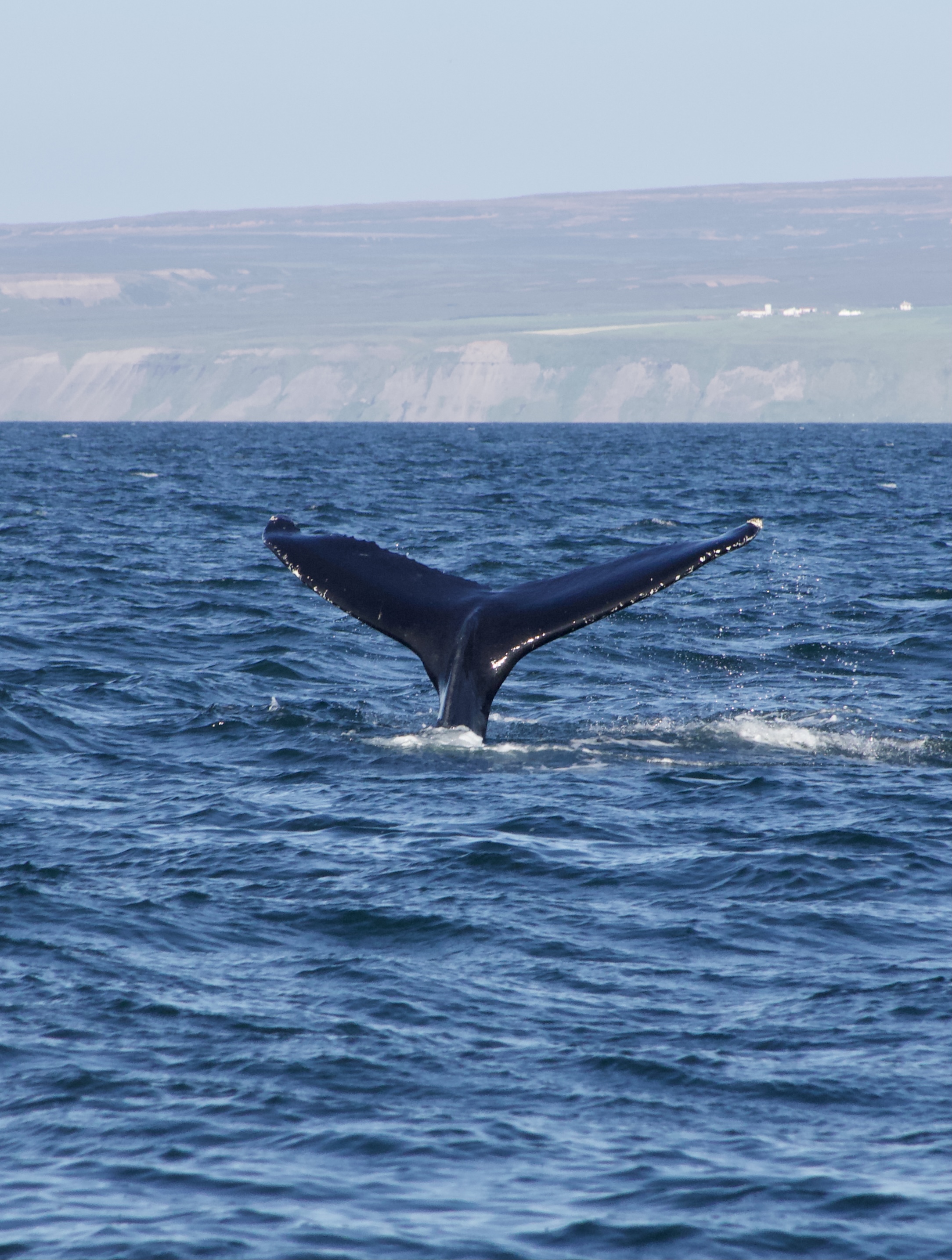 Gentle Giants is a tour company based in Iceland who offer the ultimate whale watching experience to visitors.