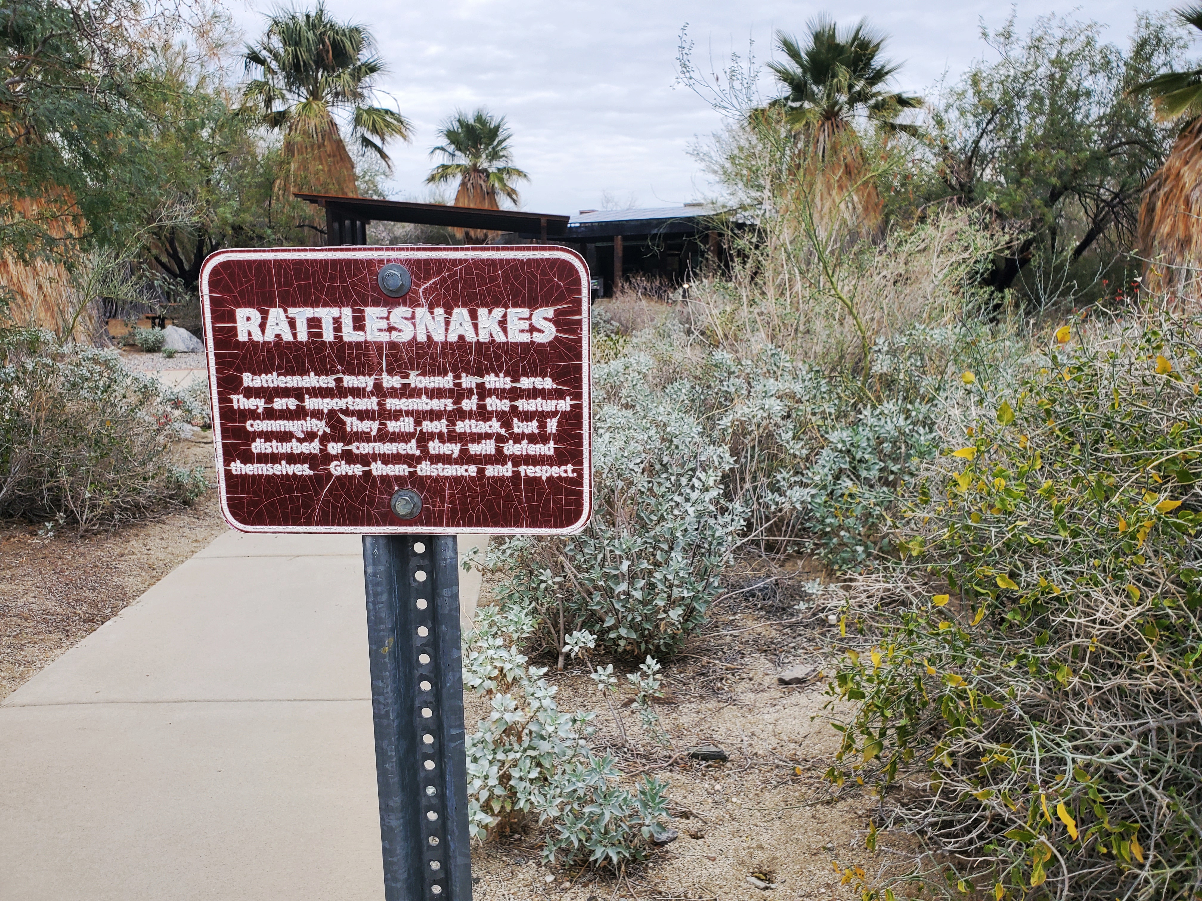 There are 7 species of rattlesnakes in the Coachella Valley