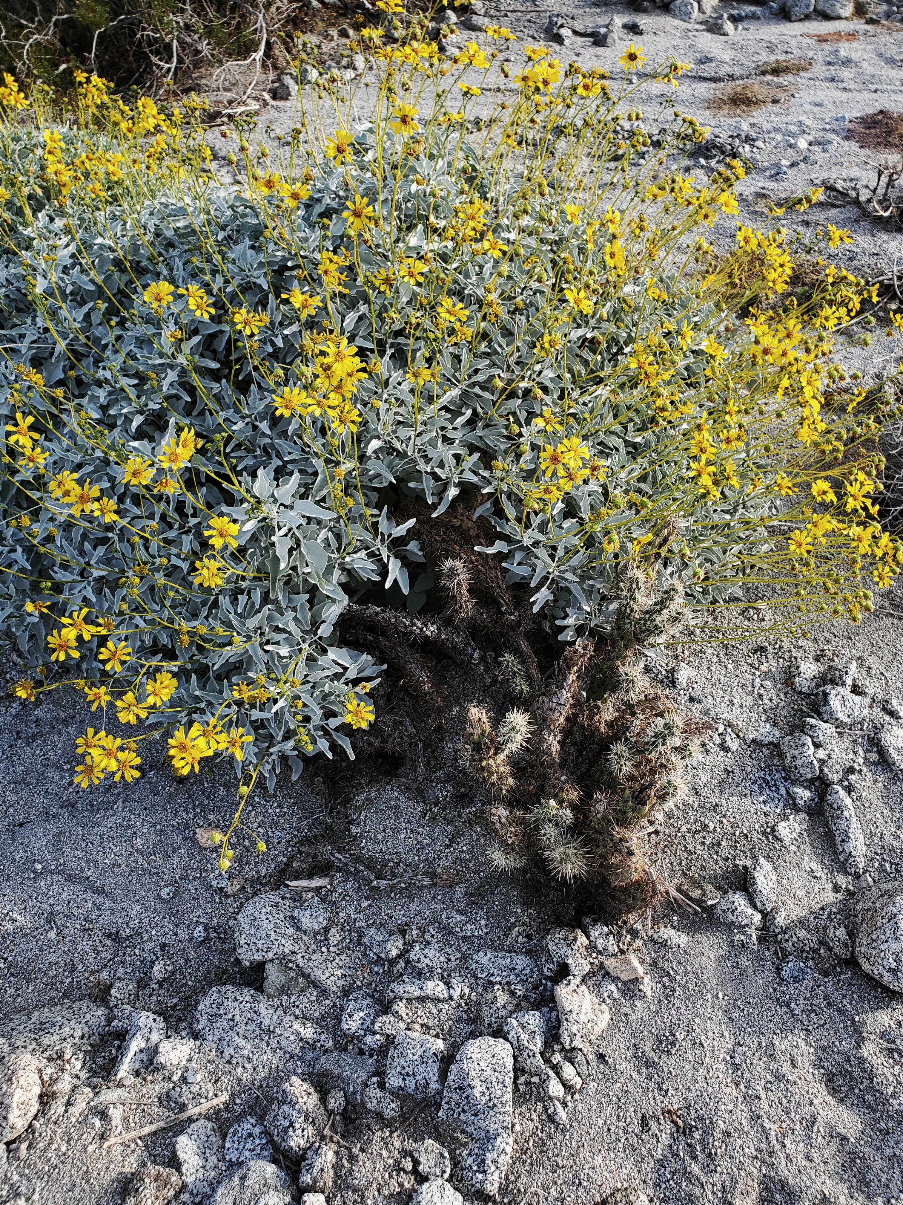 Don't disturb the vegetation that grows in the Coloarado Desert