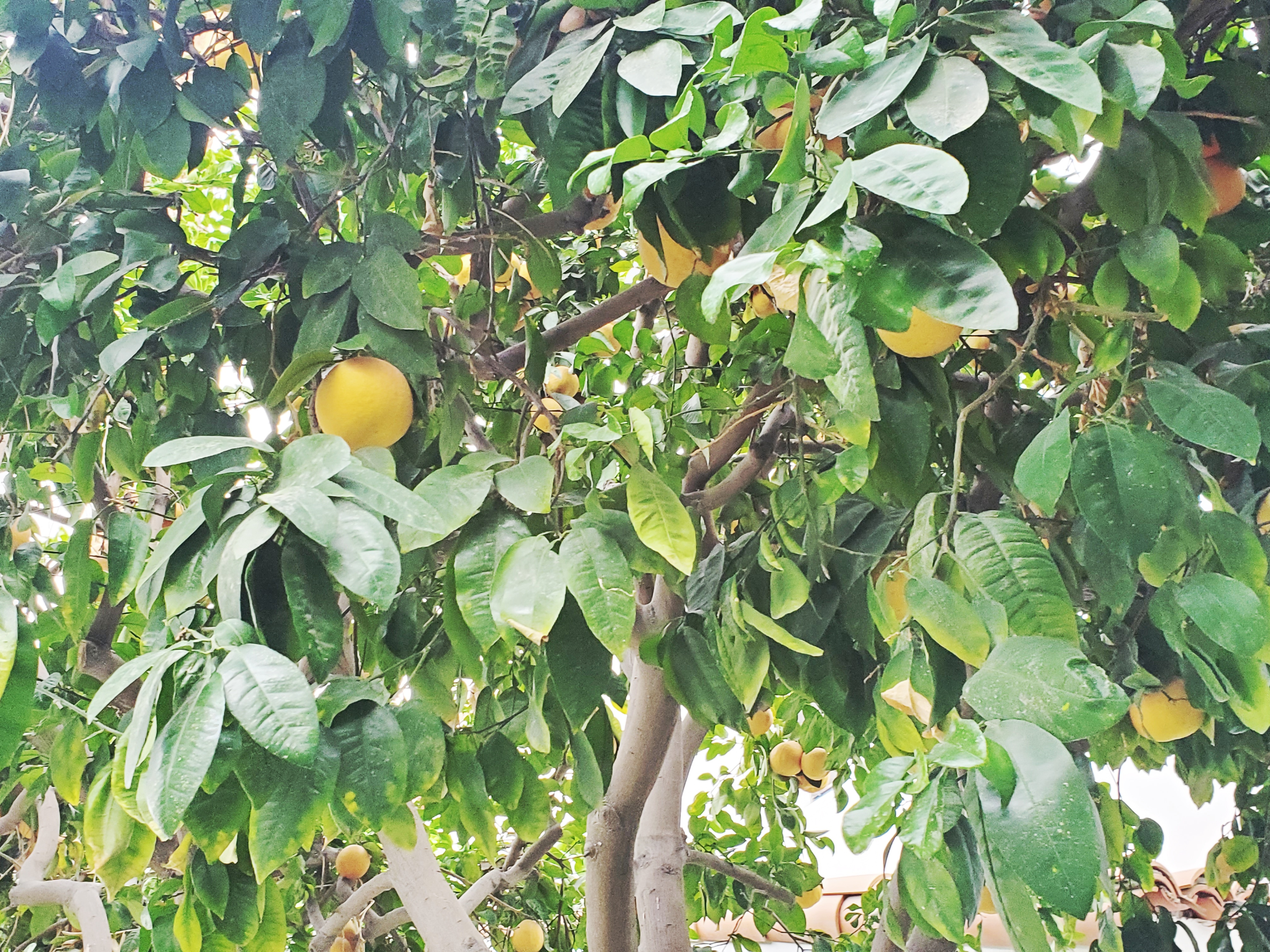 Pick your own grapefruits in Palm Desert