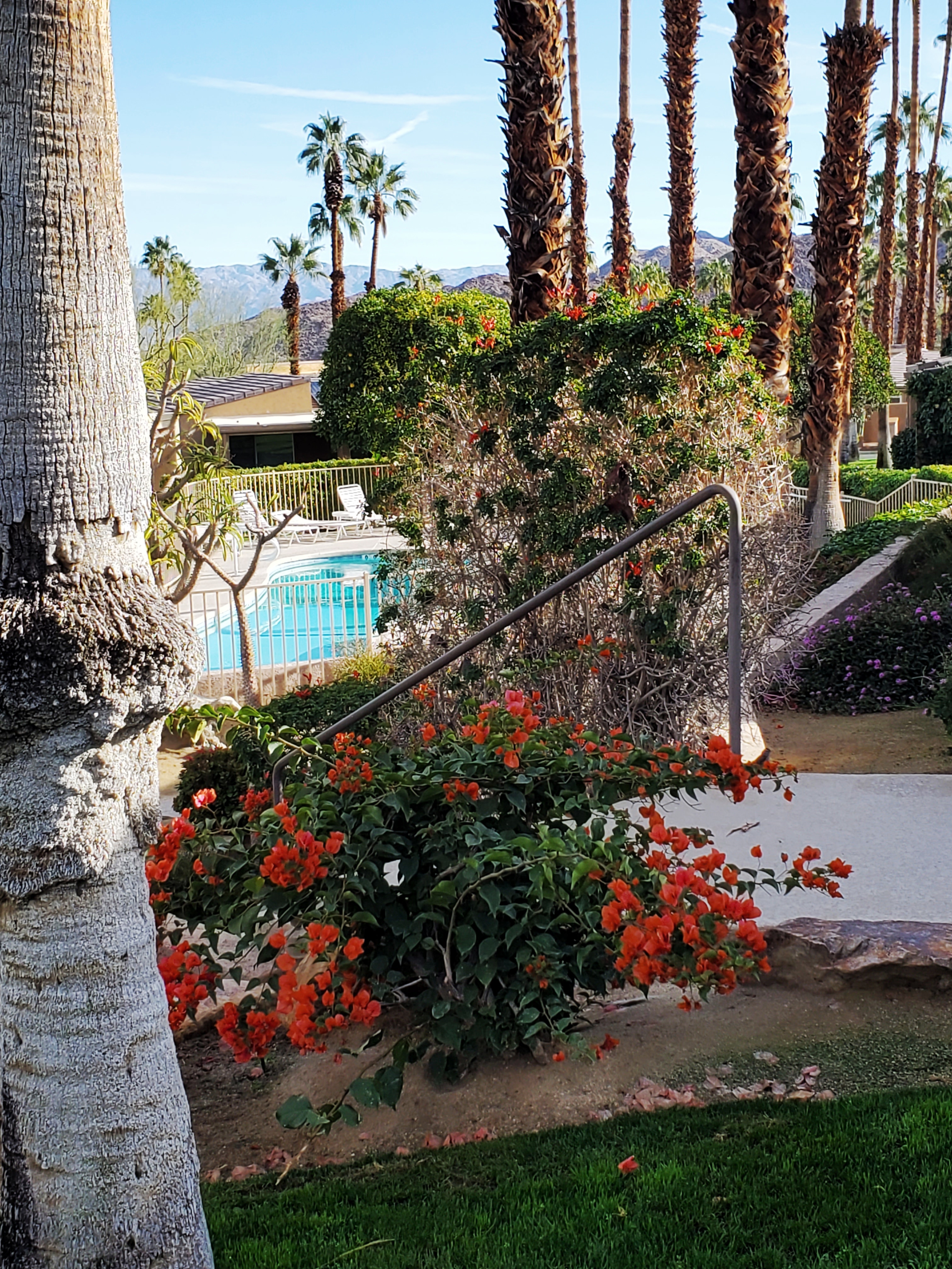 Cactus and palm trees are in abundance in the Coachella Valley