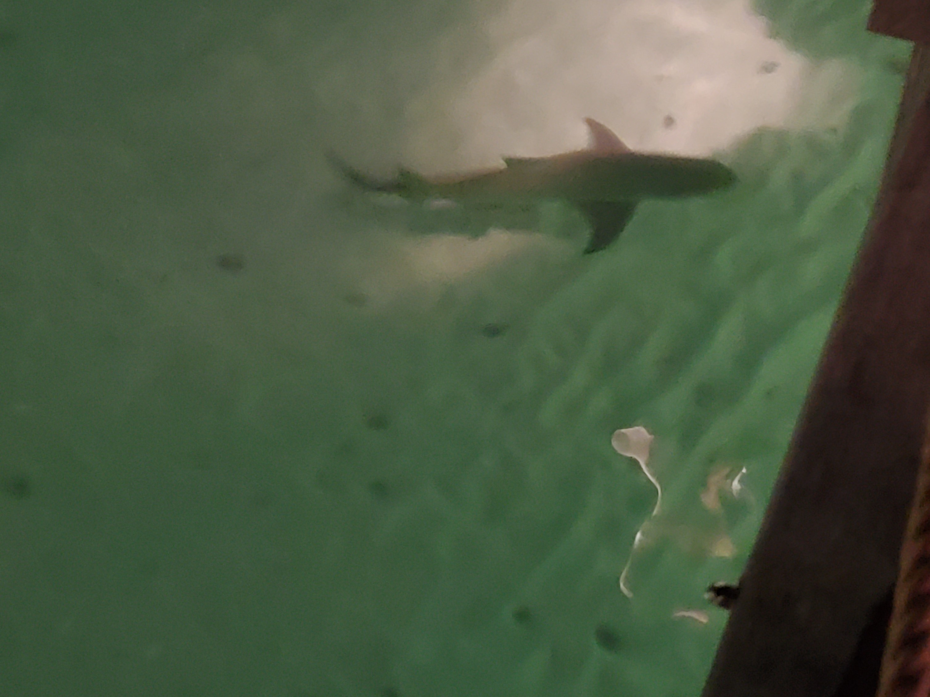 The blue tip shark and jellyfish swim right under the over water bungalows at Le Bora Bora By Pearl Resorts