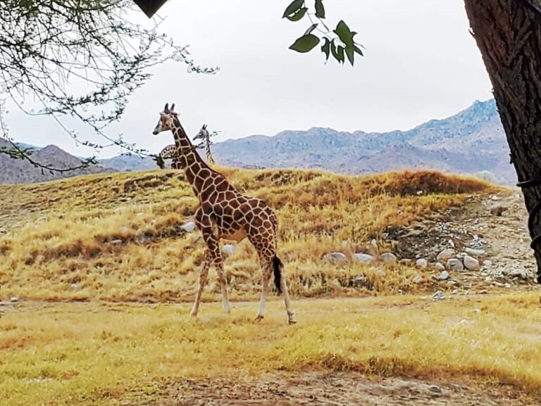 Exploring the Palm Desert Zoo: An Up-Close Look at Exotic Animals and Their Habitats