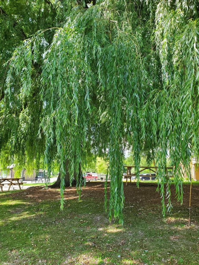 My favourite place to relax and have lunch when I'm spending the day in Owen Sound is under this huge weeping willow tree