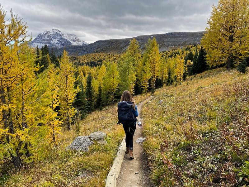 Enjoy the fall foliage while hiking Healy Pass in Banff National Park