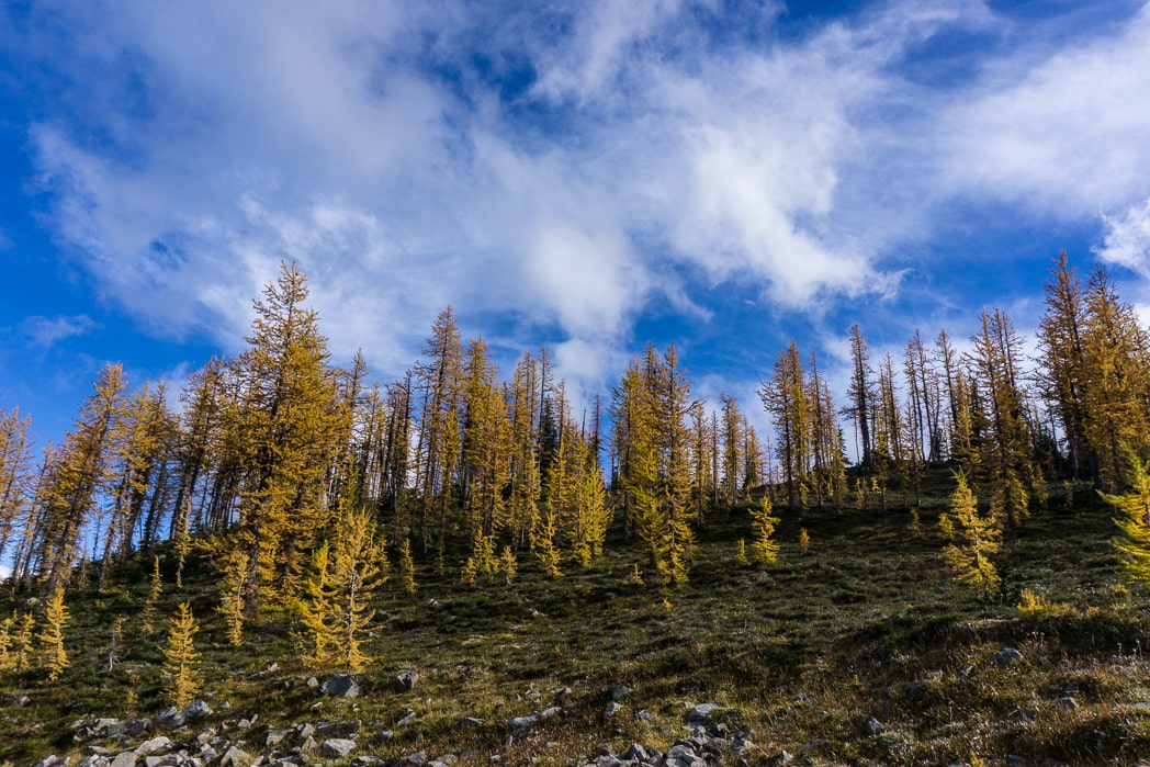 Enjoy the changing colours of lurches on Frosty Mountain in Manning Provincial Park