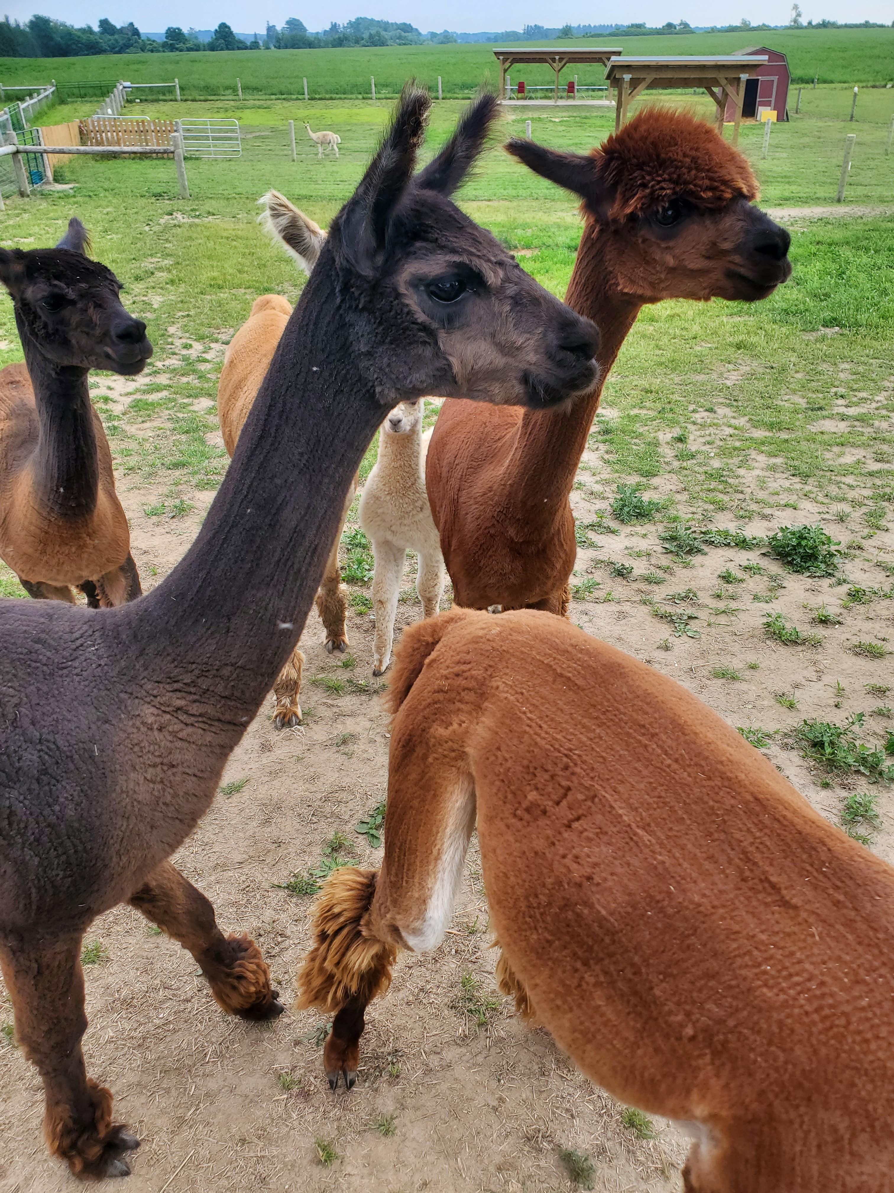 After the alpaca walk, you get time to help feed the alpacas.