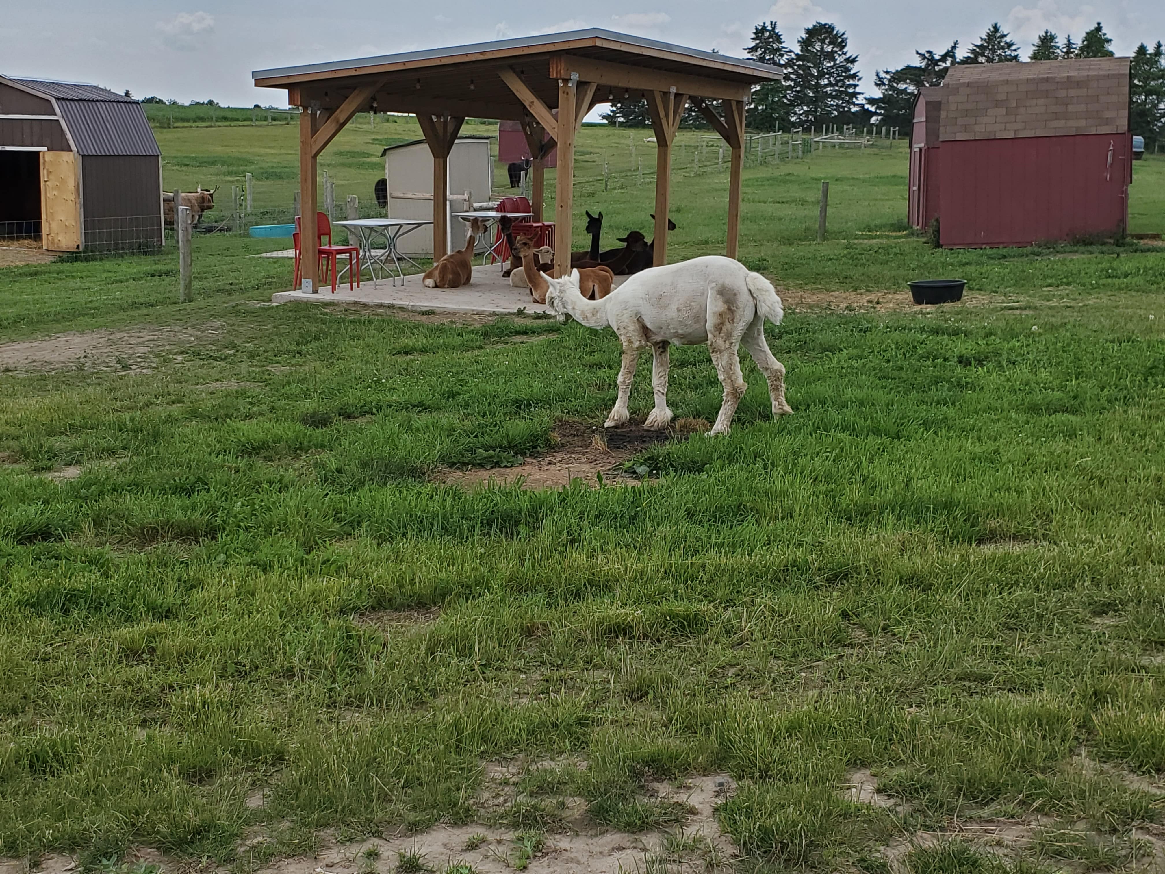 Getting ready for our alpaca walk at Udderly Ridiculous