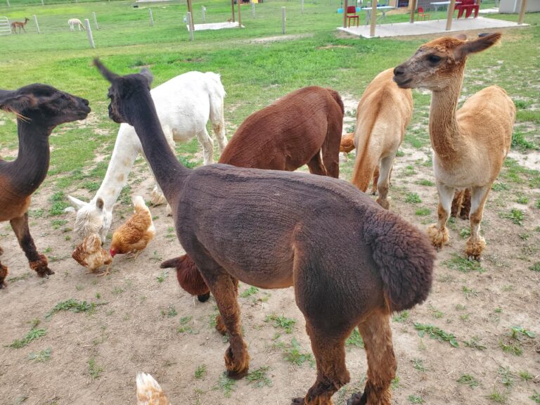 walking with alpacas at Udderly Ridiculous