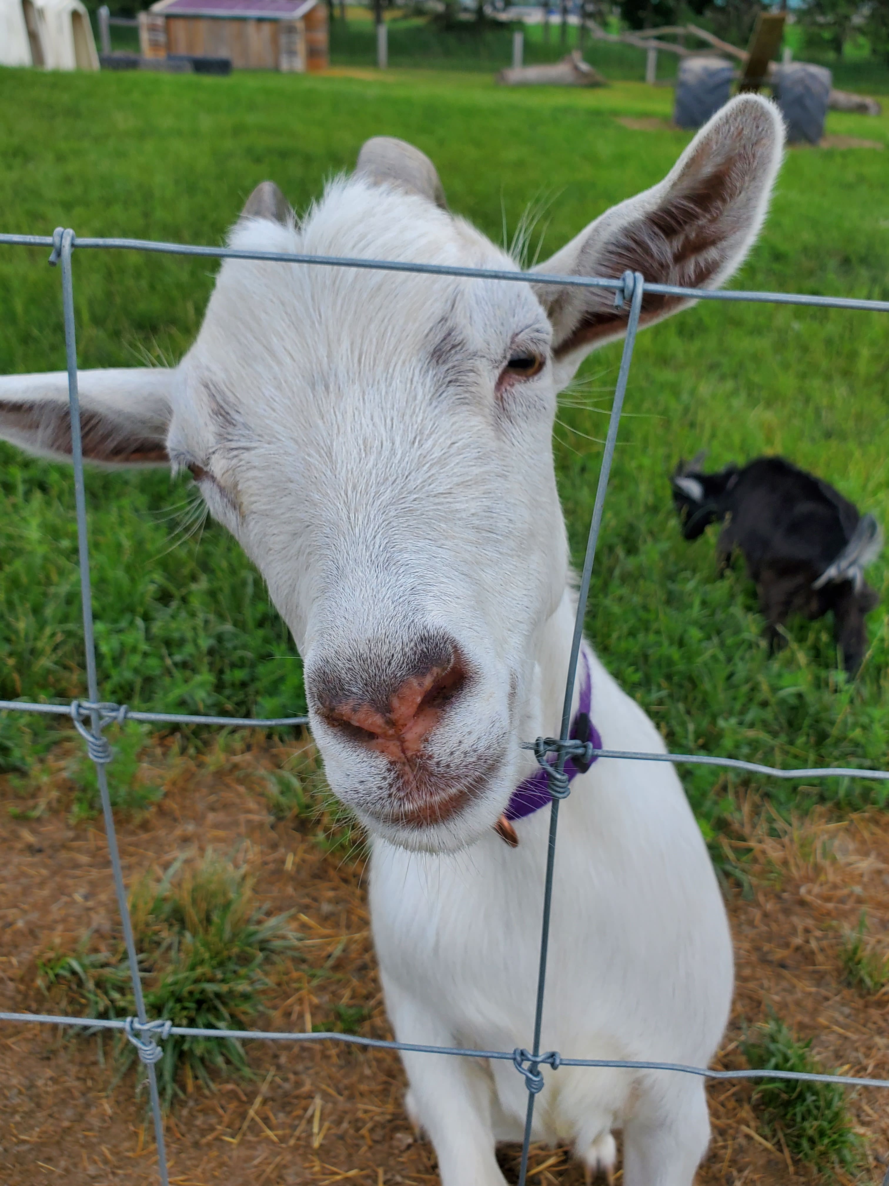 Udderly Ridiculous has many goats for the children, however, it is not a petting zoo and children must be supervised