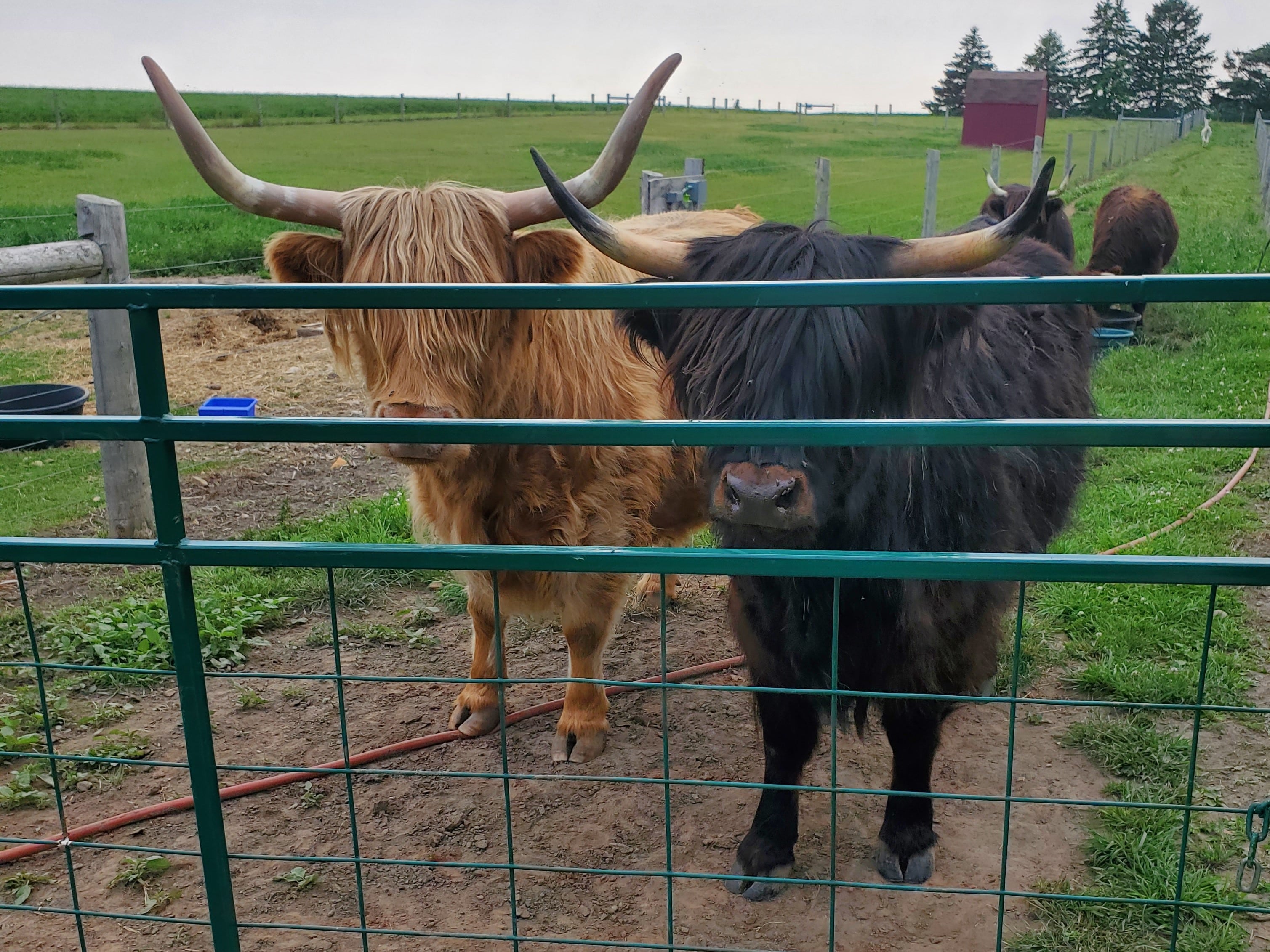 Even bulls live at the alpaca farm at Udderly Ridiculous Farm Life