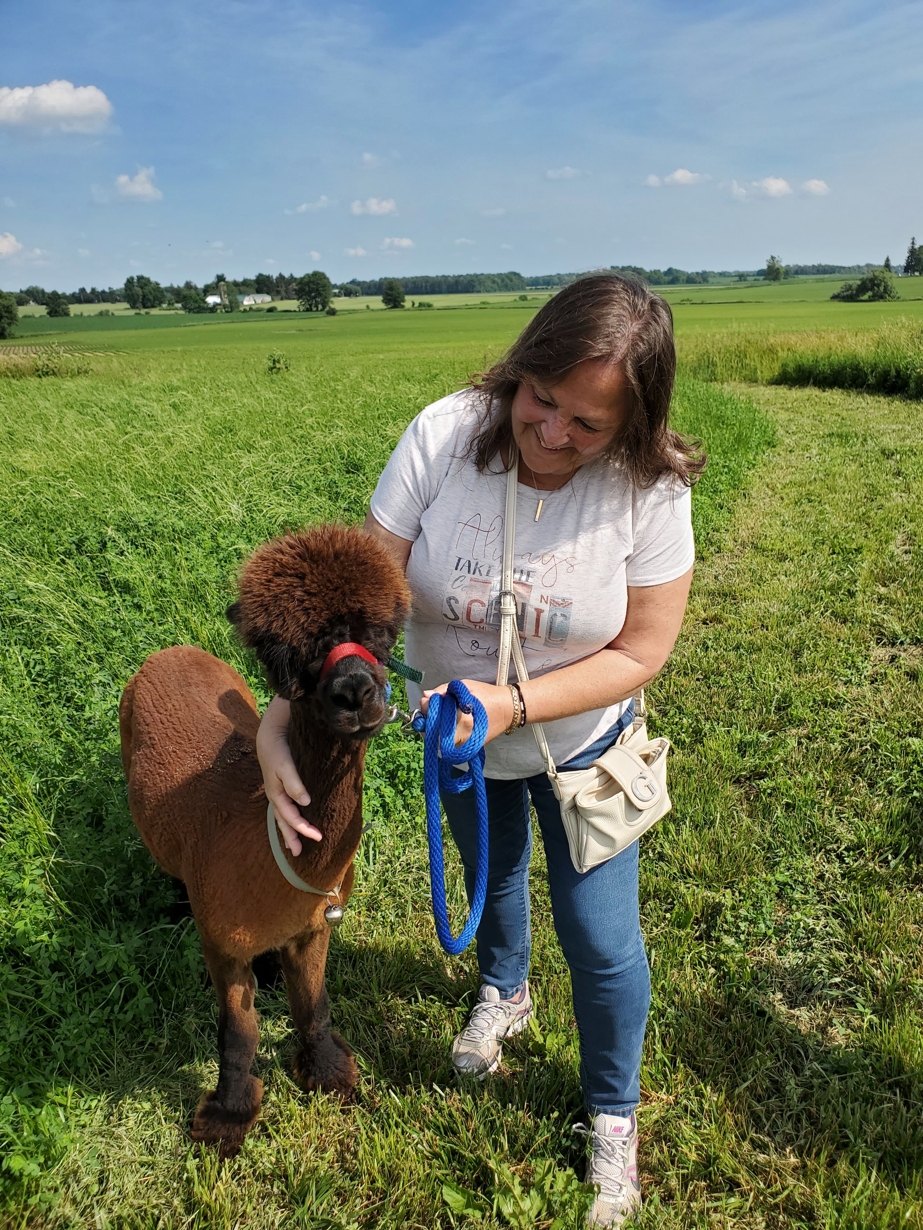 Walking with the alpacas was my favourite adventure when driving the Oxford Cheese Trail