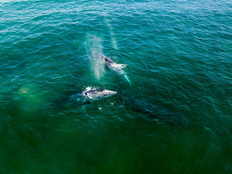 seeing sights from the water in Los Cabos