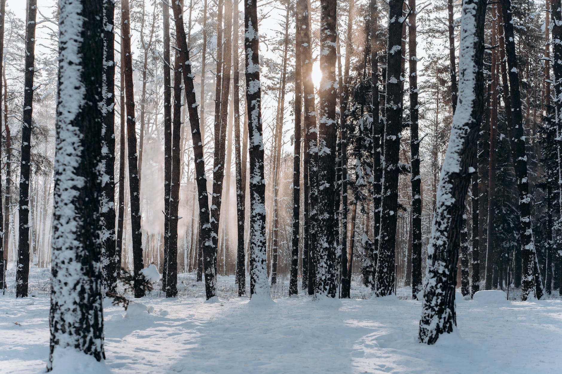 Algonquin Park in the Winter is a hiker's dream come true.