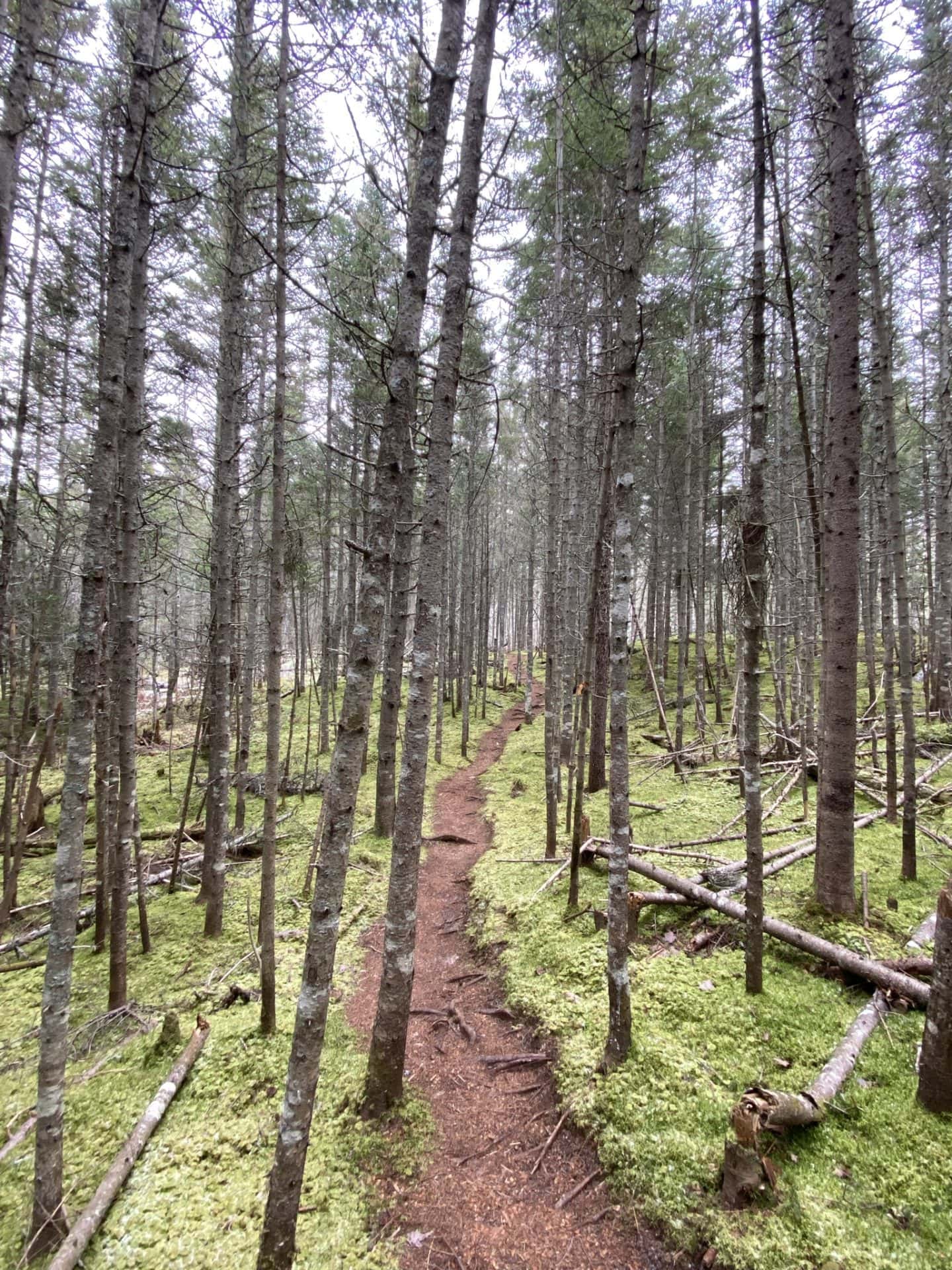 Search for waterfowl, squirrels, rabbits, and fox when hiking the Winter River Trail in PEI.  The Winter River Trail is truly one of the best Canaidan hiking trails