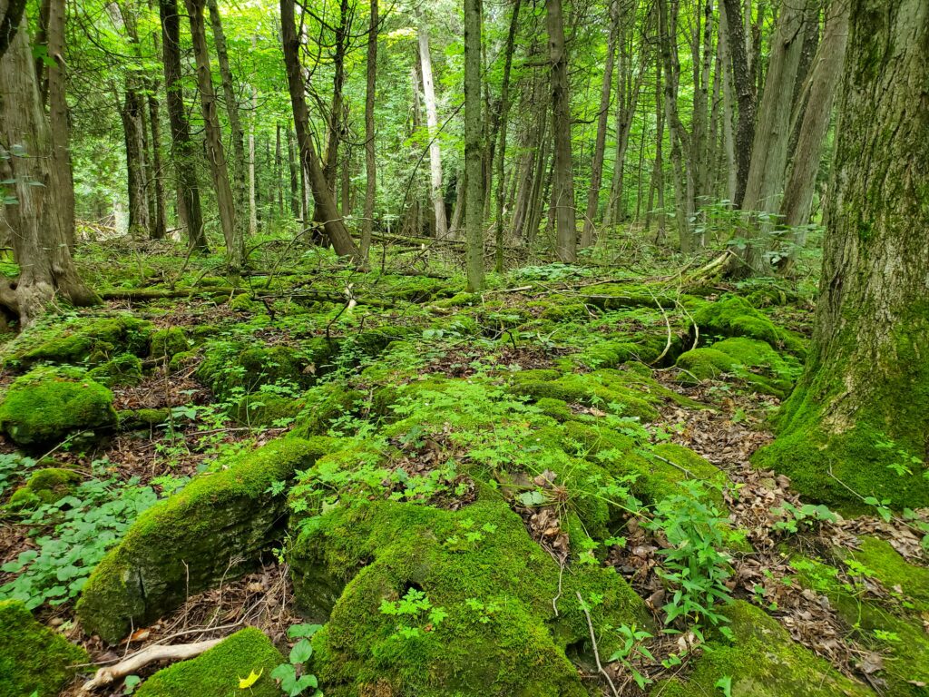 Hike over 4 km of trails at Inglis Falls in Owen Sound.