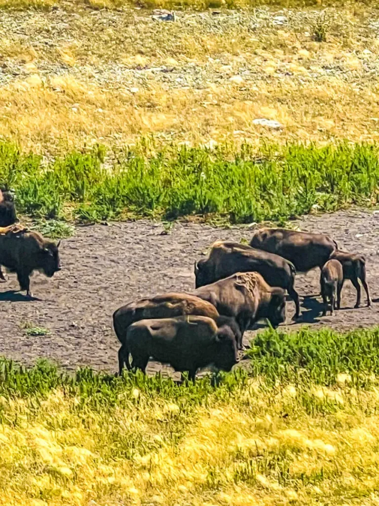 Watch out for the bison when camping at Watertown National Park