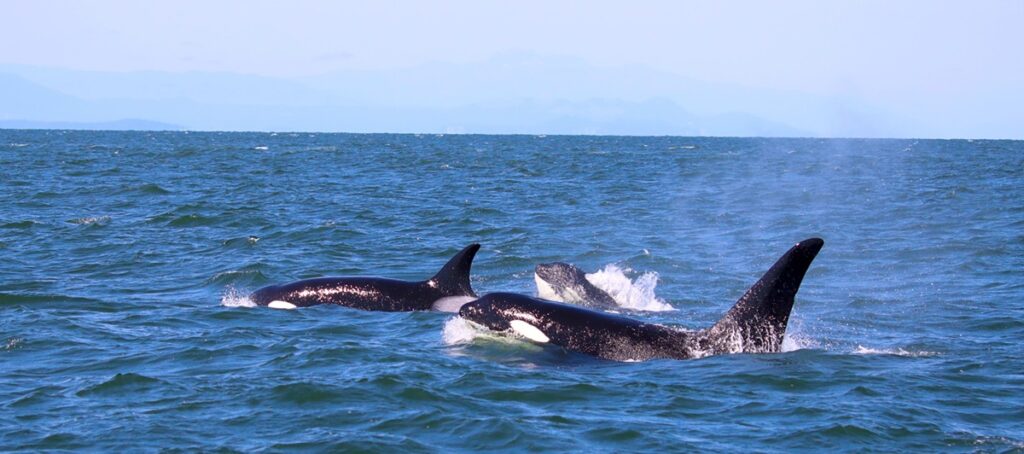 Whale watching off the shores of Vancouver is definitely a must see and do when visiting Canada